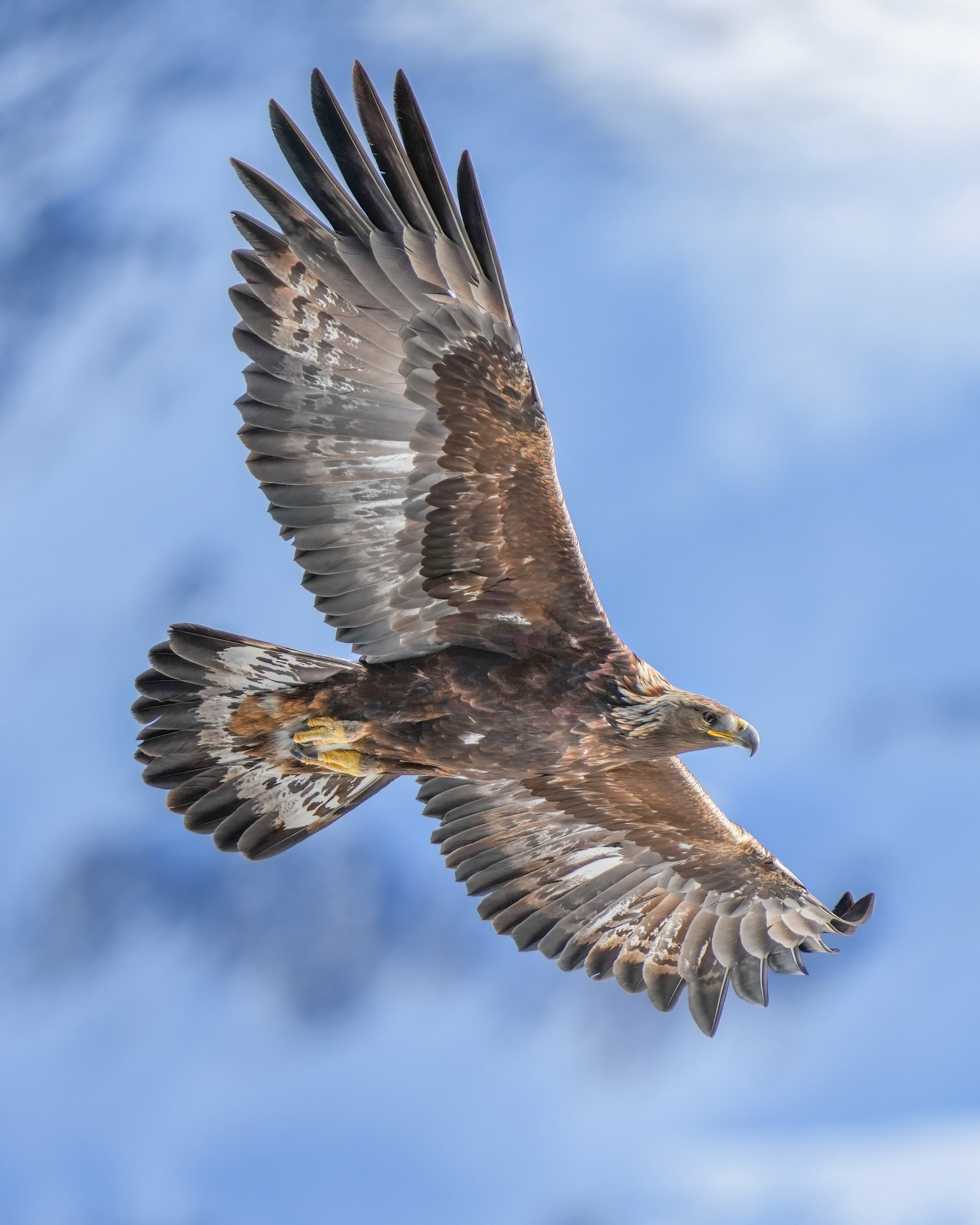 A golden eagle soaring with wings spread wide against a clear mountain sky