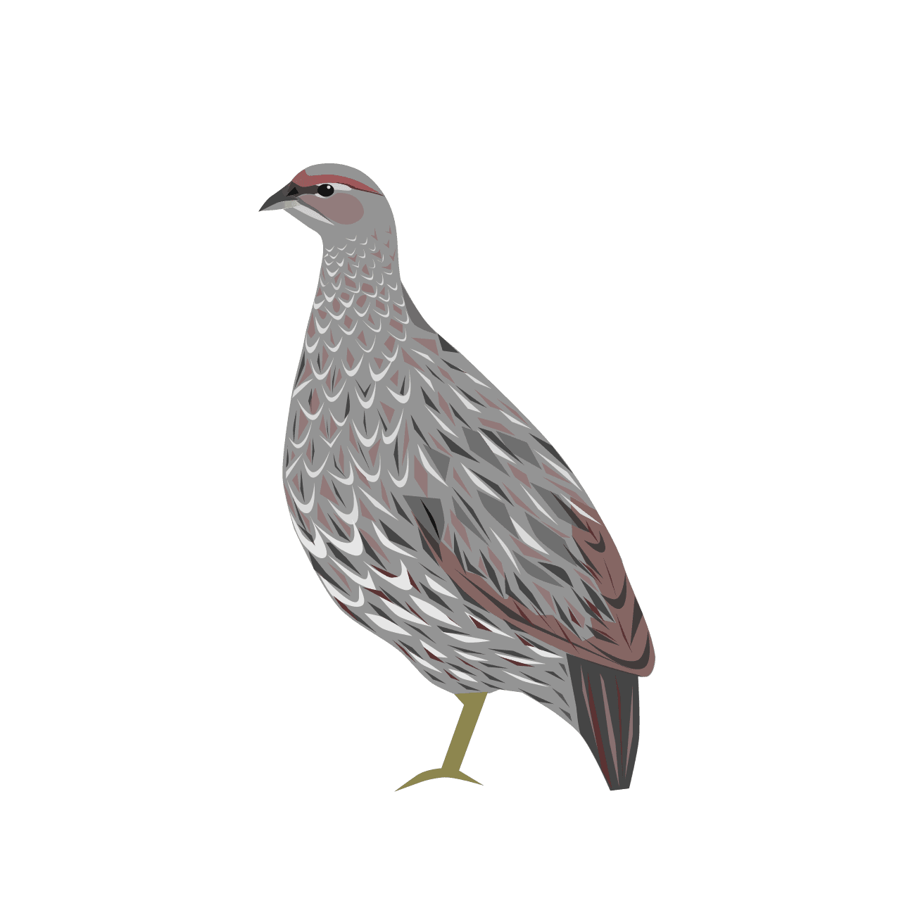 A Djibouti francolin with speckled brown feathers perching on a branch in juniper forest