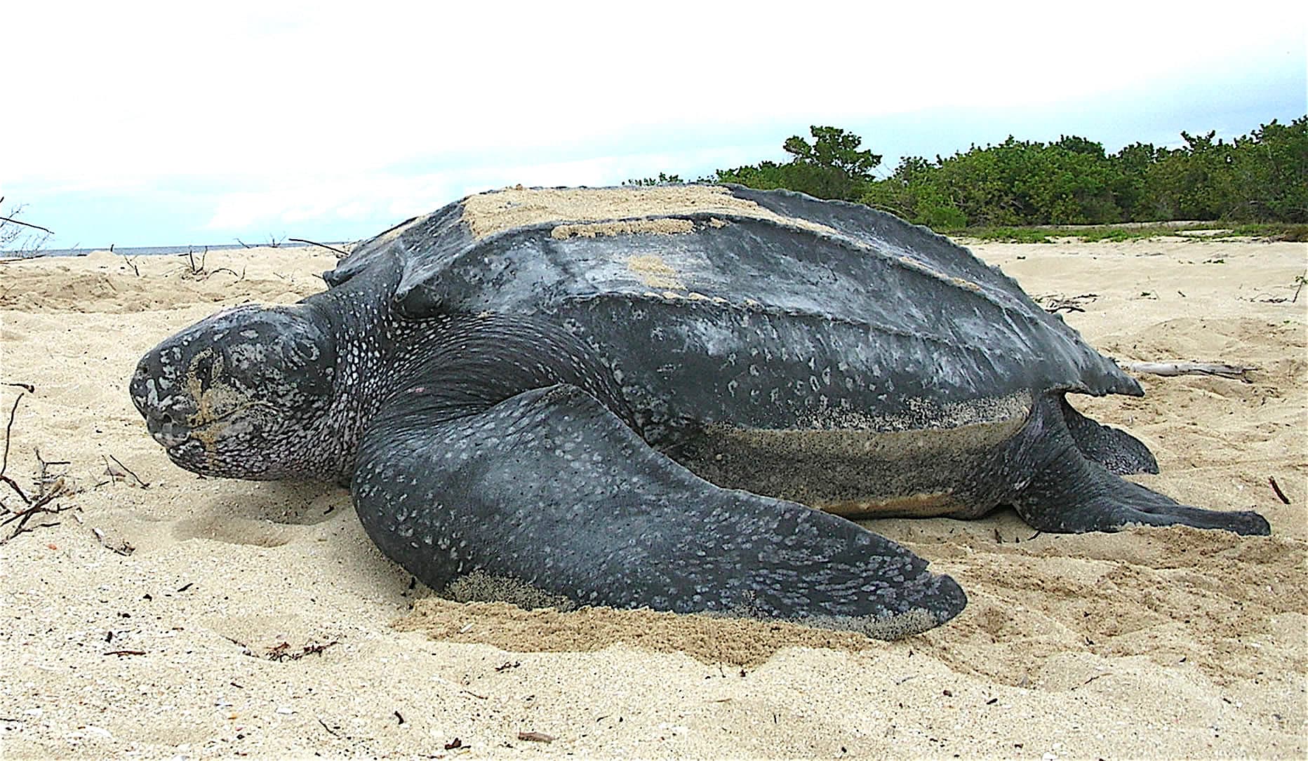 A large leatherback sea turtle on a dark sandy beach at night