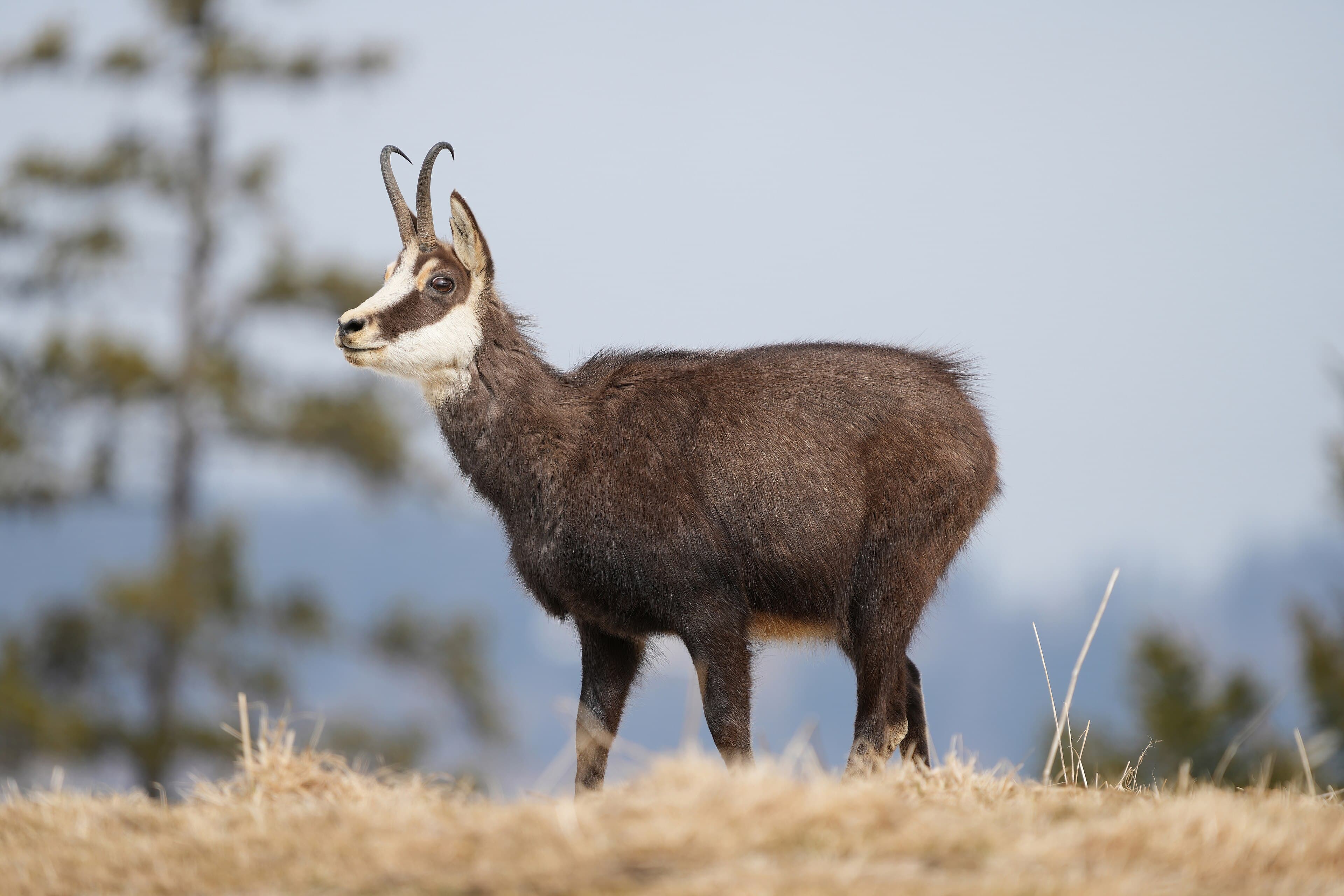 A chamois standing on a rocky mountain ledge with snowy peaks behind