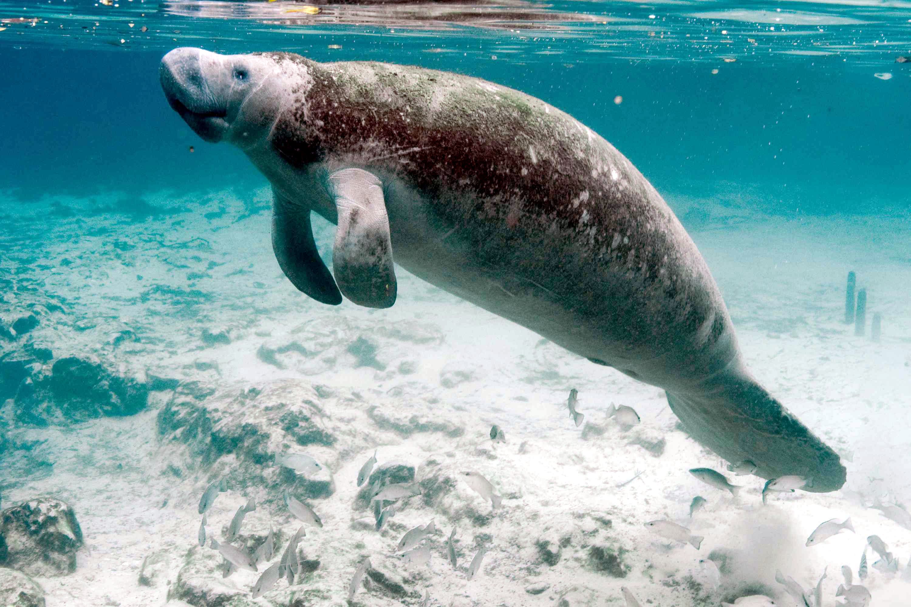 A large, gentle West Indian manatee floating slowly through warm, clear Caribbean water