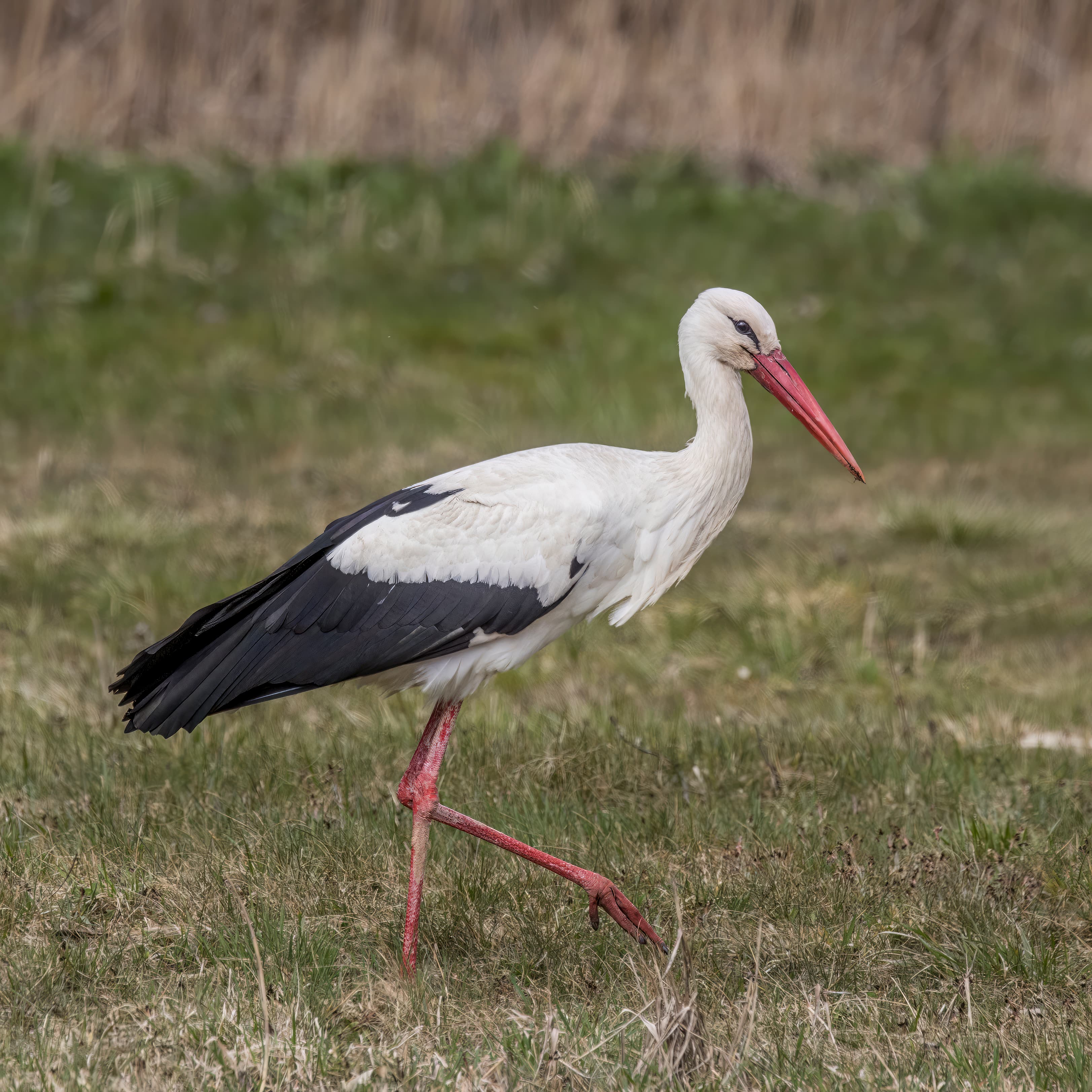A white stork standing in a field in Lithuania with its red bill clearly visible