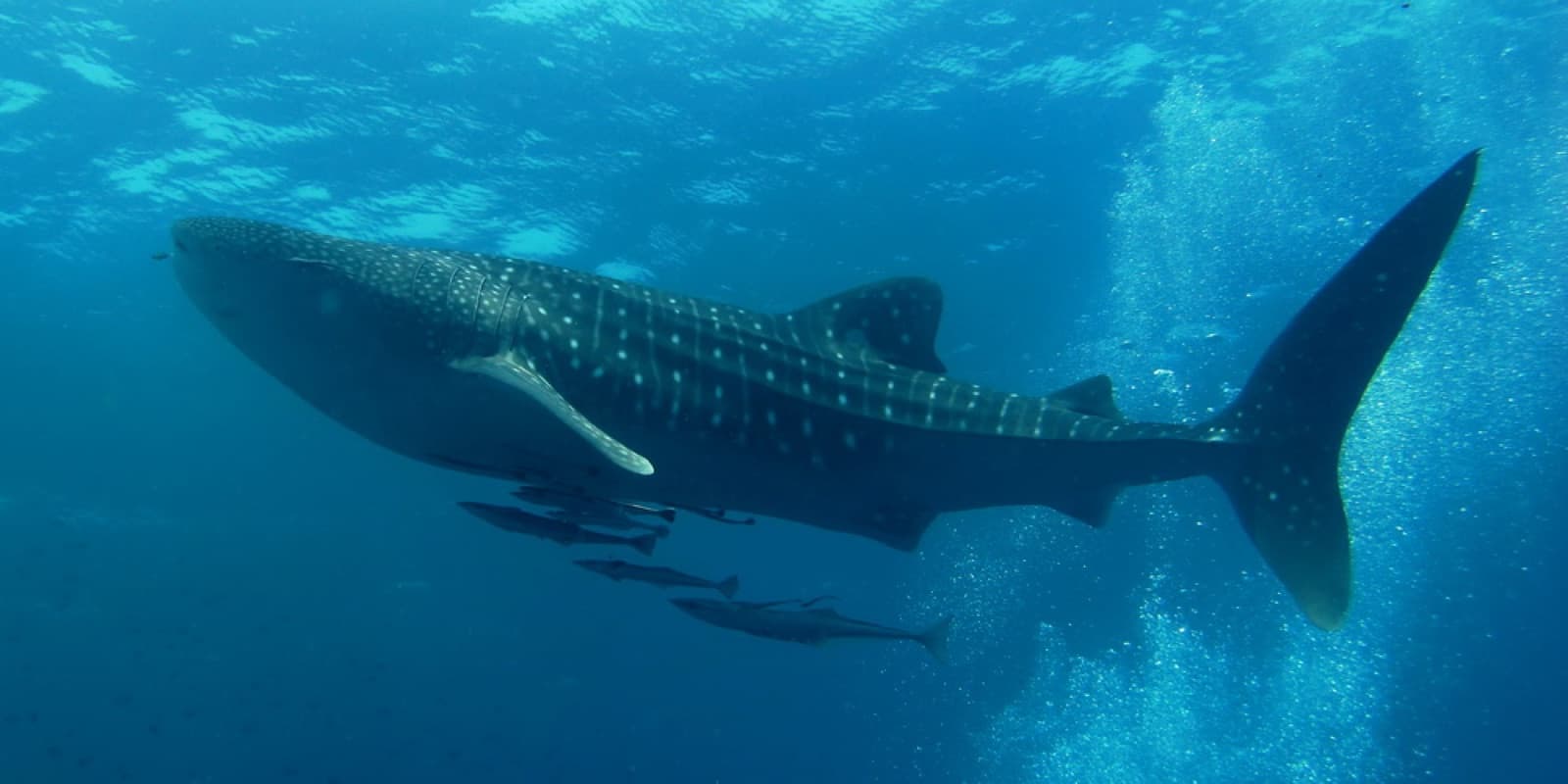 A huge spotted whale shark gliding through bright blue water with small fish swimming below