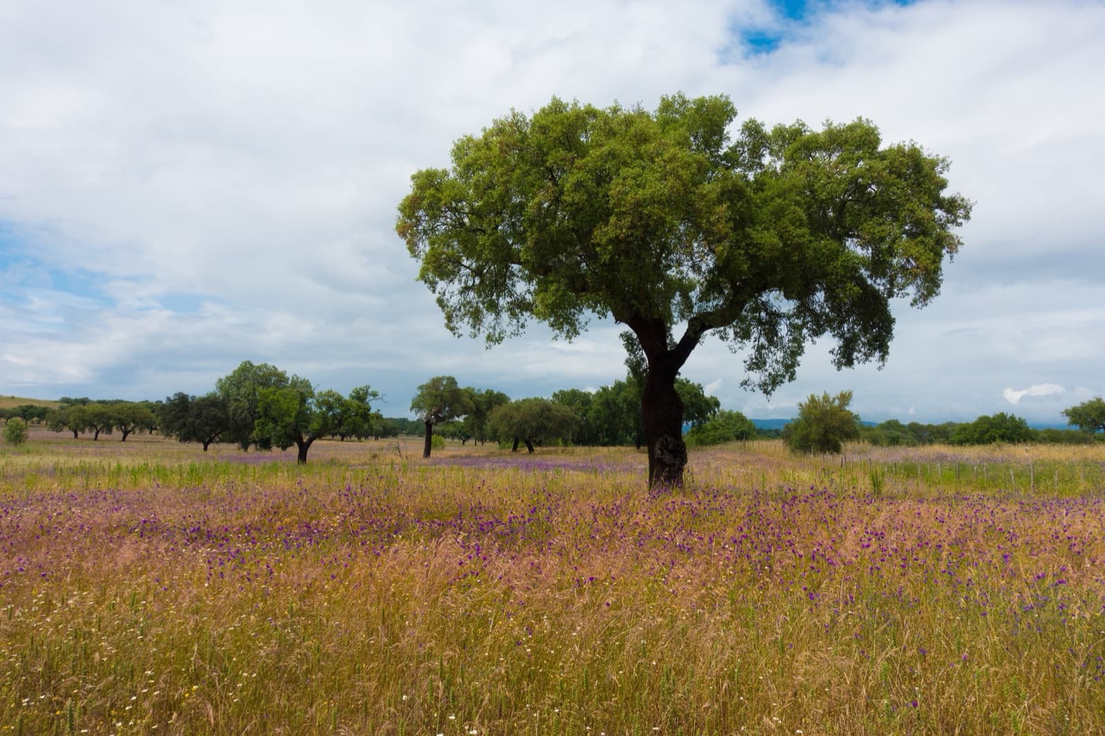 A cork oak tree in Portugal with its bark stripped, showing the red trunk underneath