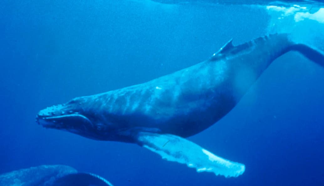 A humpback whale breaching from the ocean surface near Saint Vincent