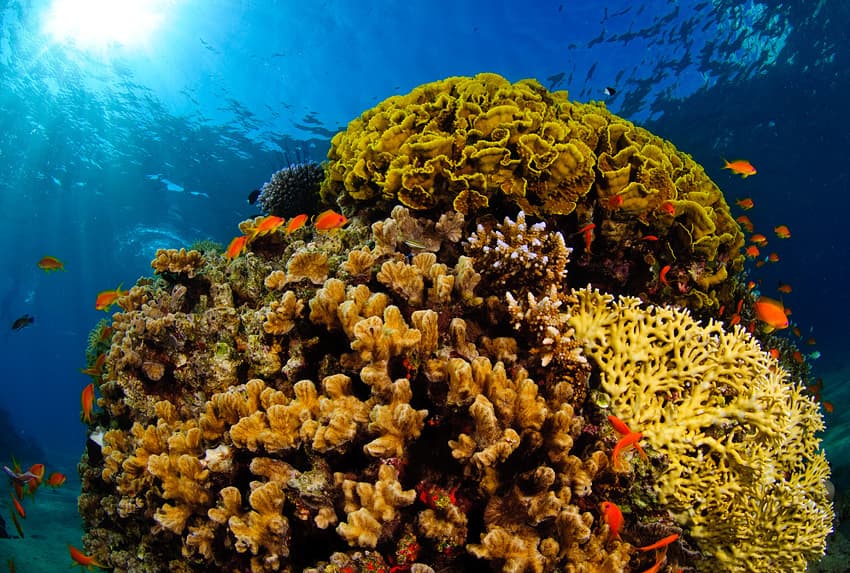 Brightly coloured fish swimming above a Red Sea coral reef