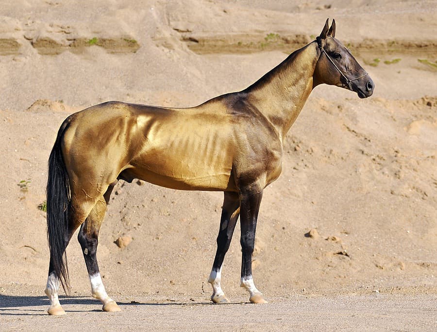 A gleaming golden-coated Akhal-Teke horse standing in sunlight against a desert backdrop
