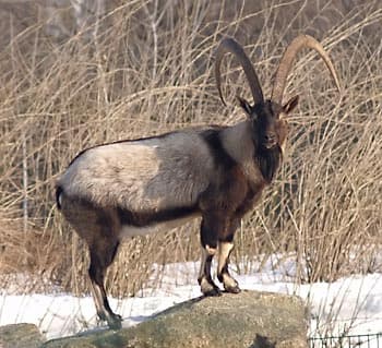 A bezoar ibex with long curved horns on a rocky cliff