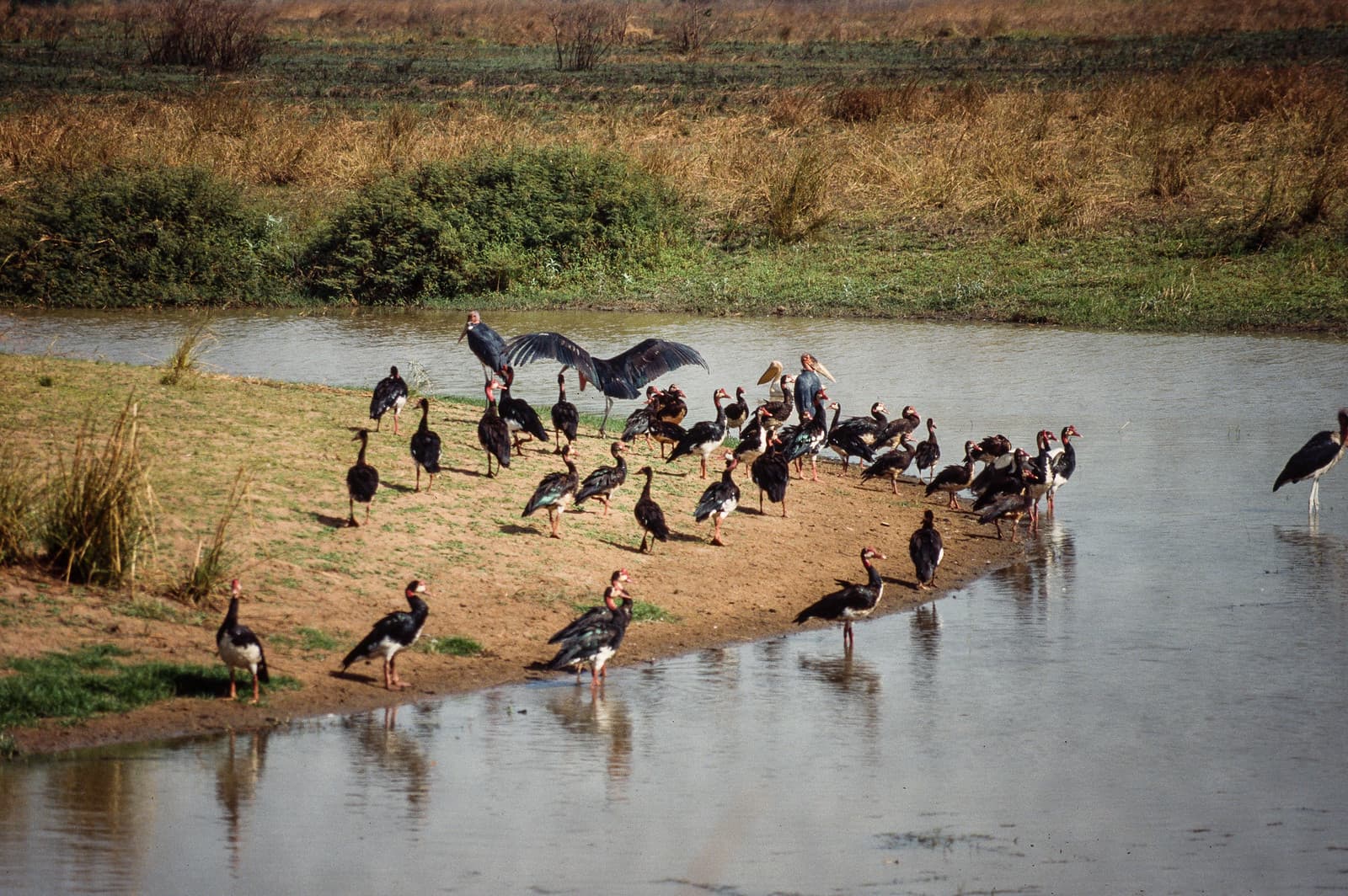 Wide savanna and wetlands in Manovo-Gounda St. Floris National Park