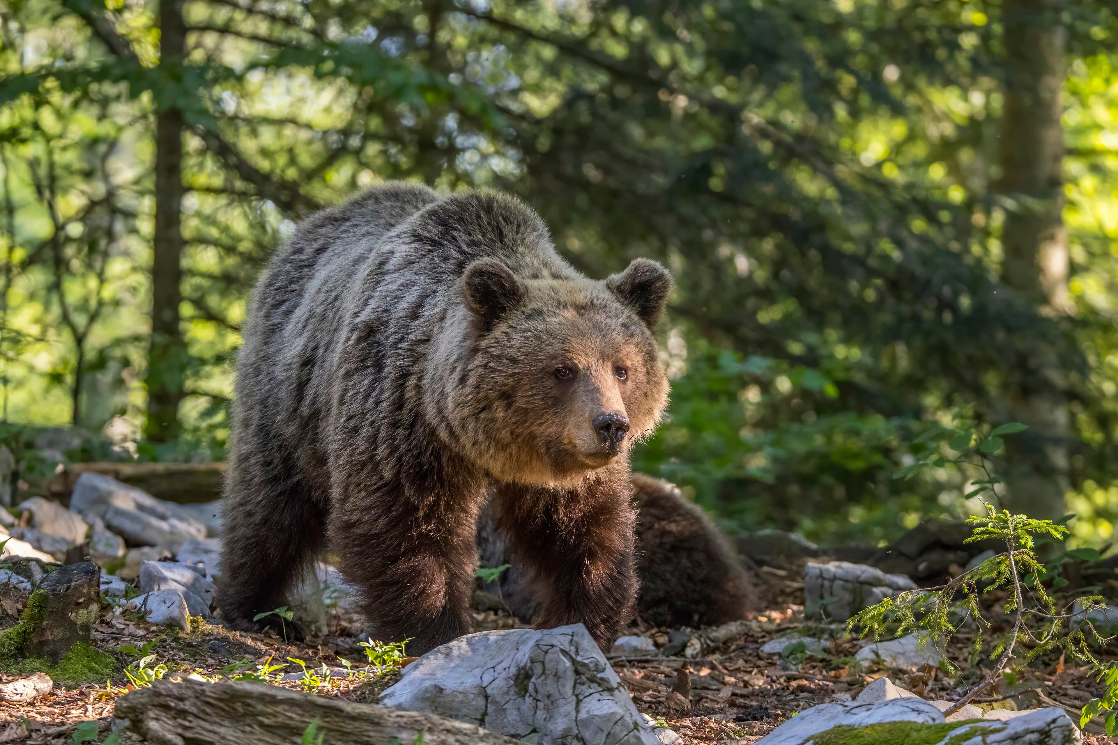 A brown bear walking through a forest in Croatia