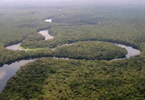 Vast green rainforest canopy of Salonga National Park seen from above