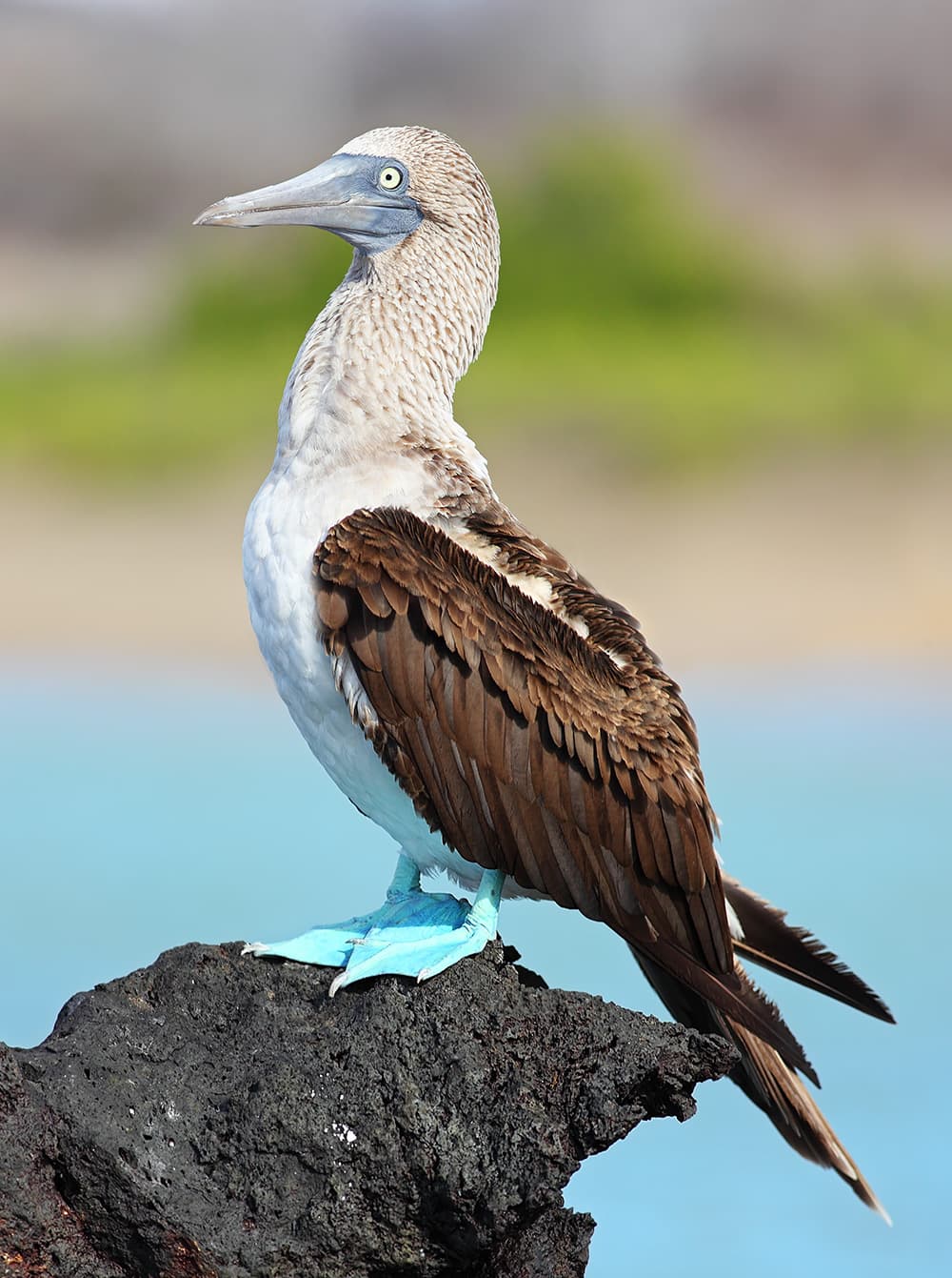 A blue-footed booby lifting its vivid turquoise feet in a courtship dance on a rocky Gal谩pagos shore