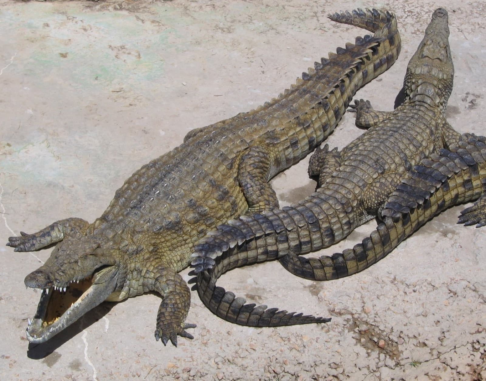 Two Nile crocodiles resting on the riverbank