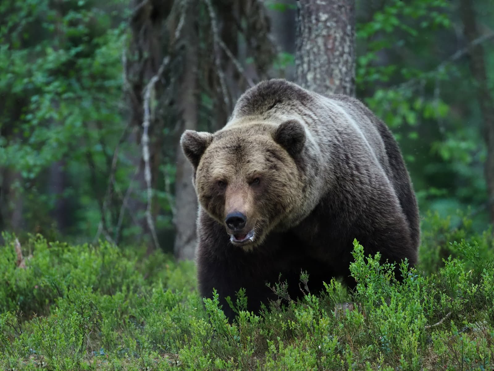 A large brown bear walking through a Finnish forest of pine and spruce