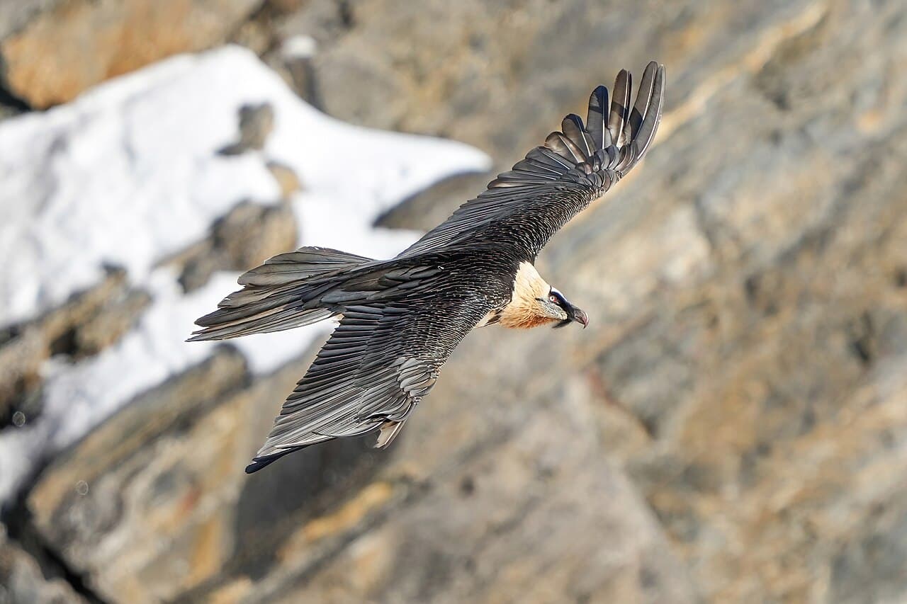 A lammergeier vulture soaring with its distinctive long diamond-shaped tail against a blue sky