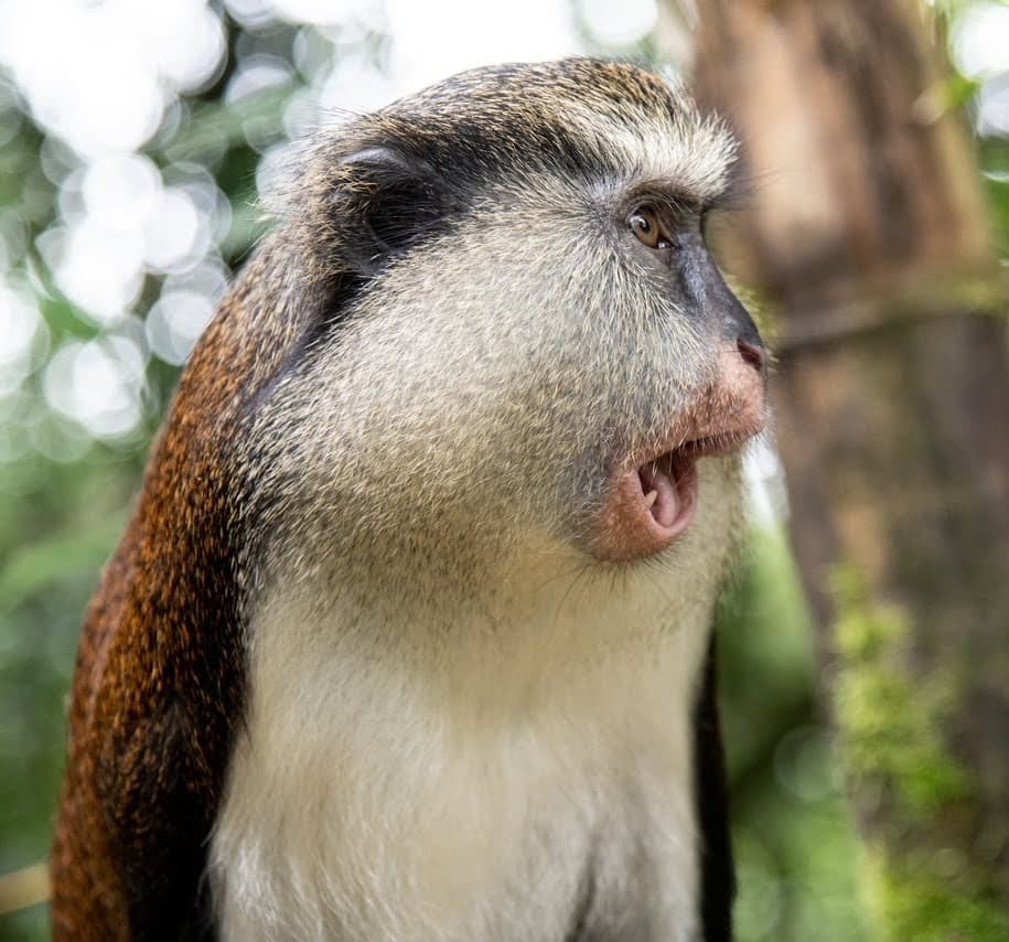 A Mona monkey sitting in a tree looking directly at the camera with bright eyes