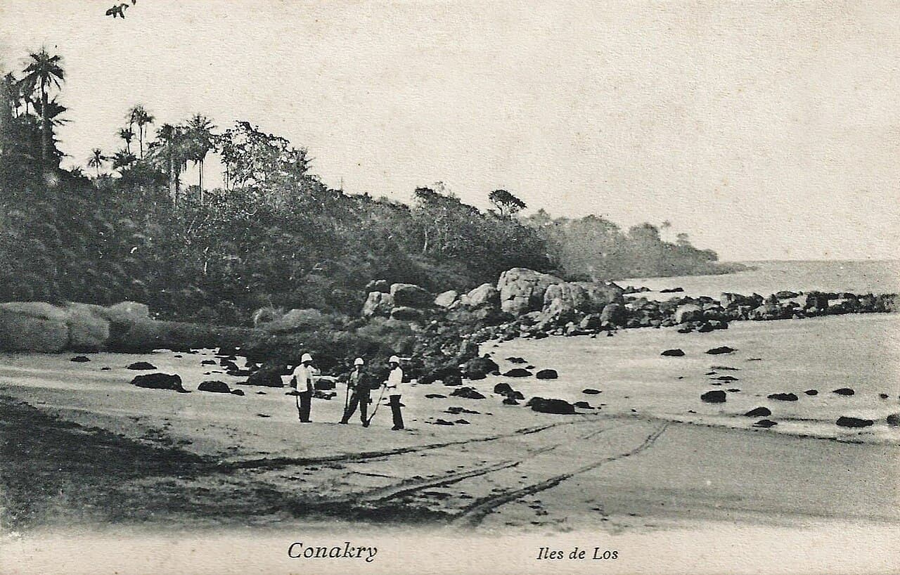Palm trees leaning over a golden sandy beach on the Atlantic coast near Conakry