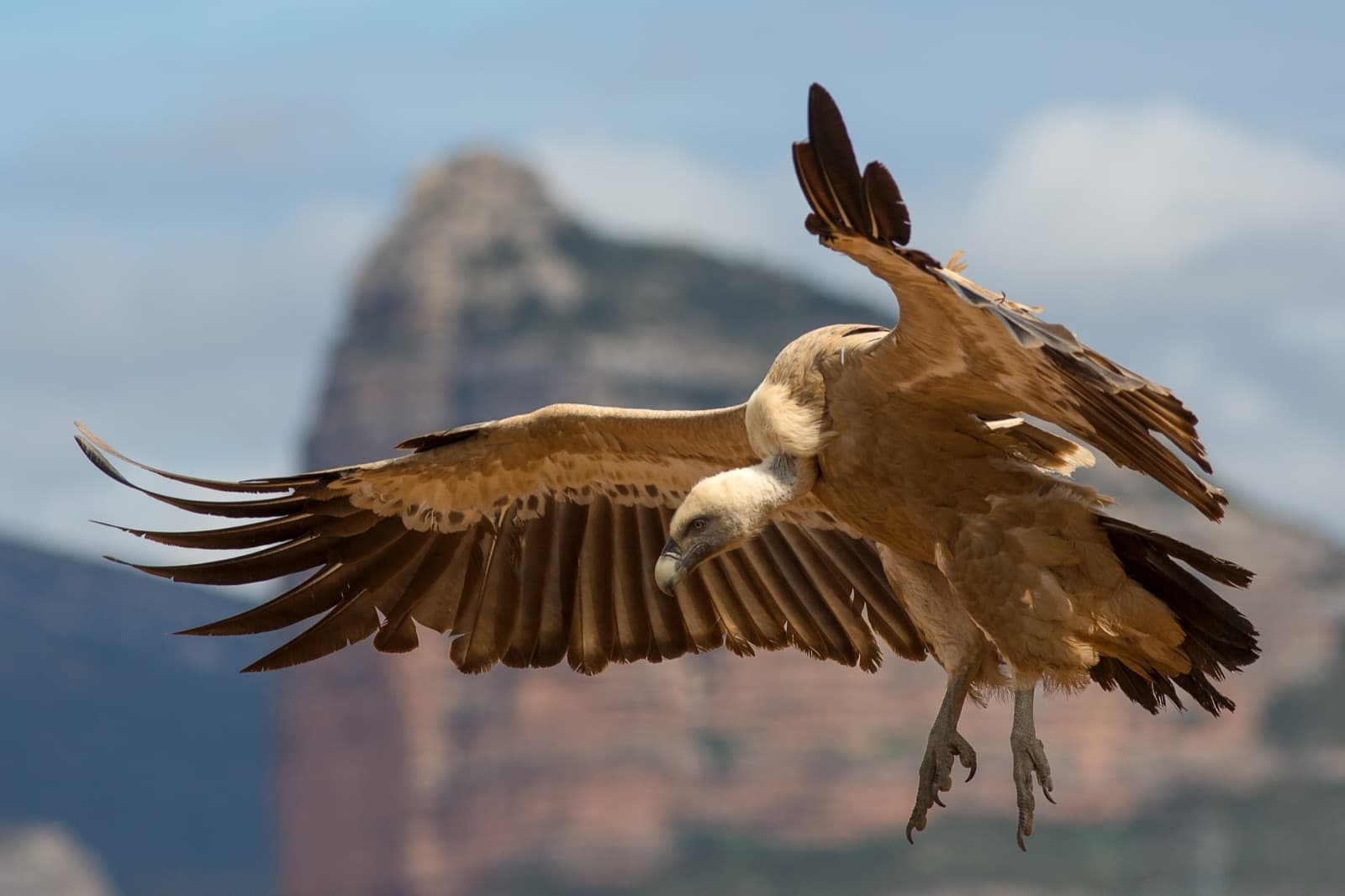 A griffon vulture in flight, wings spread wide
