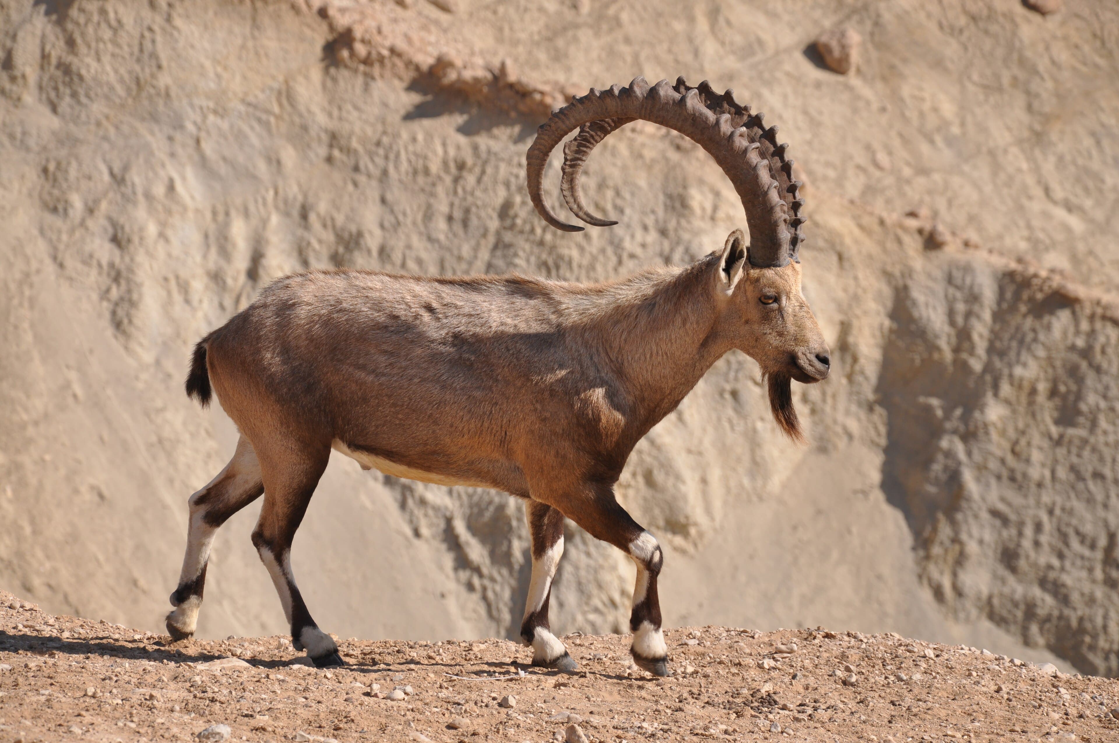 A Nubian ibex with large curved horns standing on a rocky cliff face in Jordan
