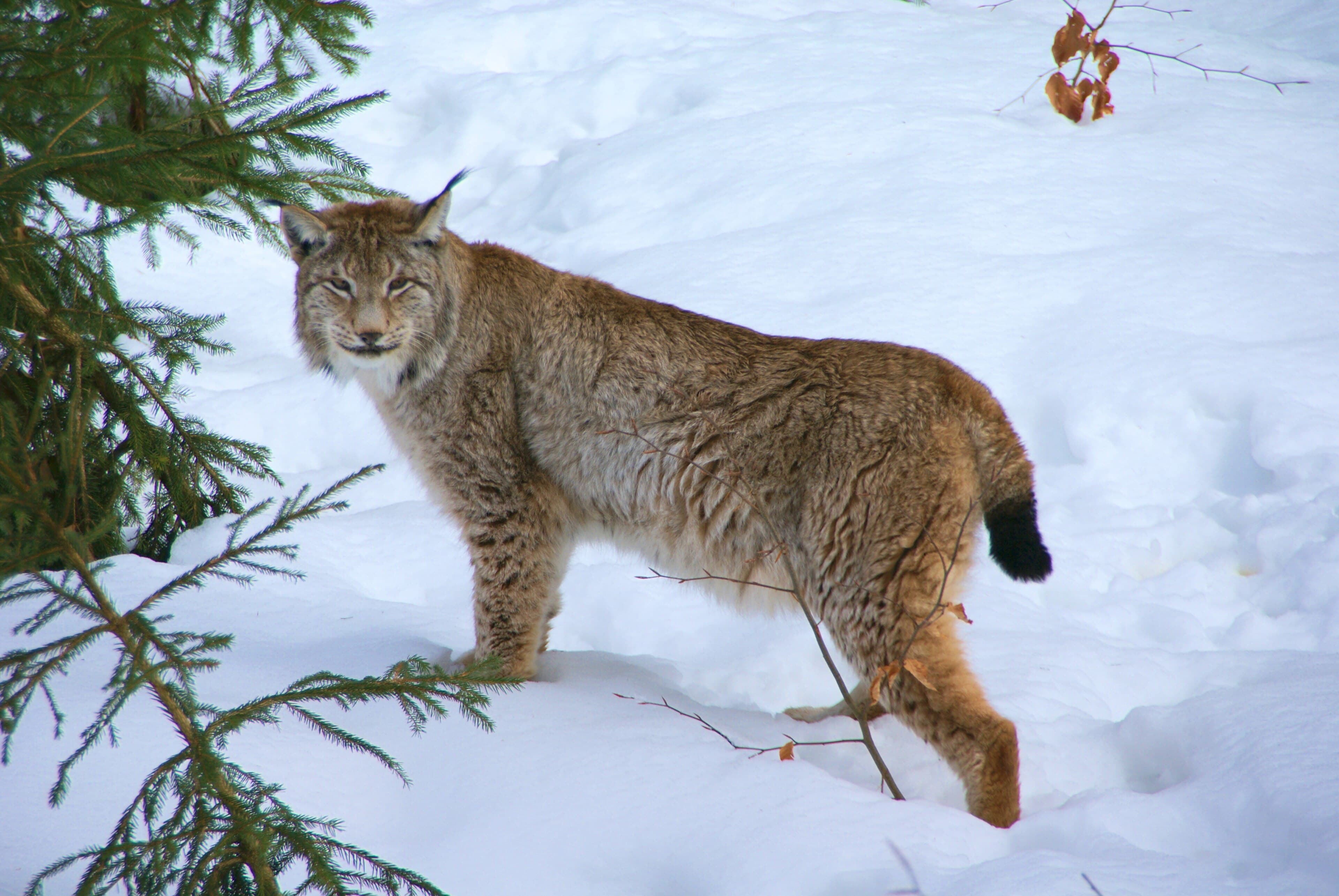 A Eurasian lynx with tufted ears resting on a snowy forest floor in Latvia