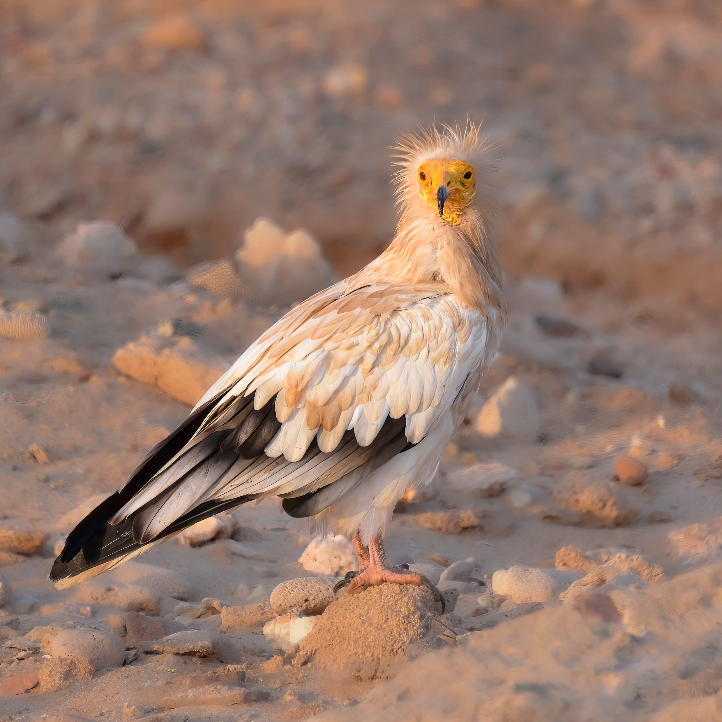 An Egyptian vulture with white and black feathers and a yellow face perched on a rock