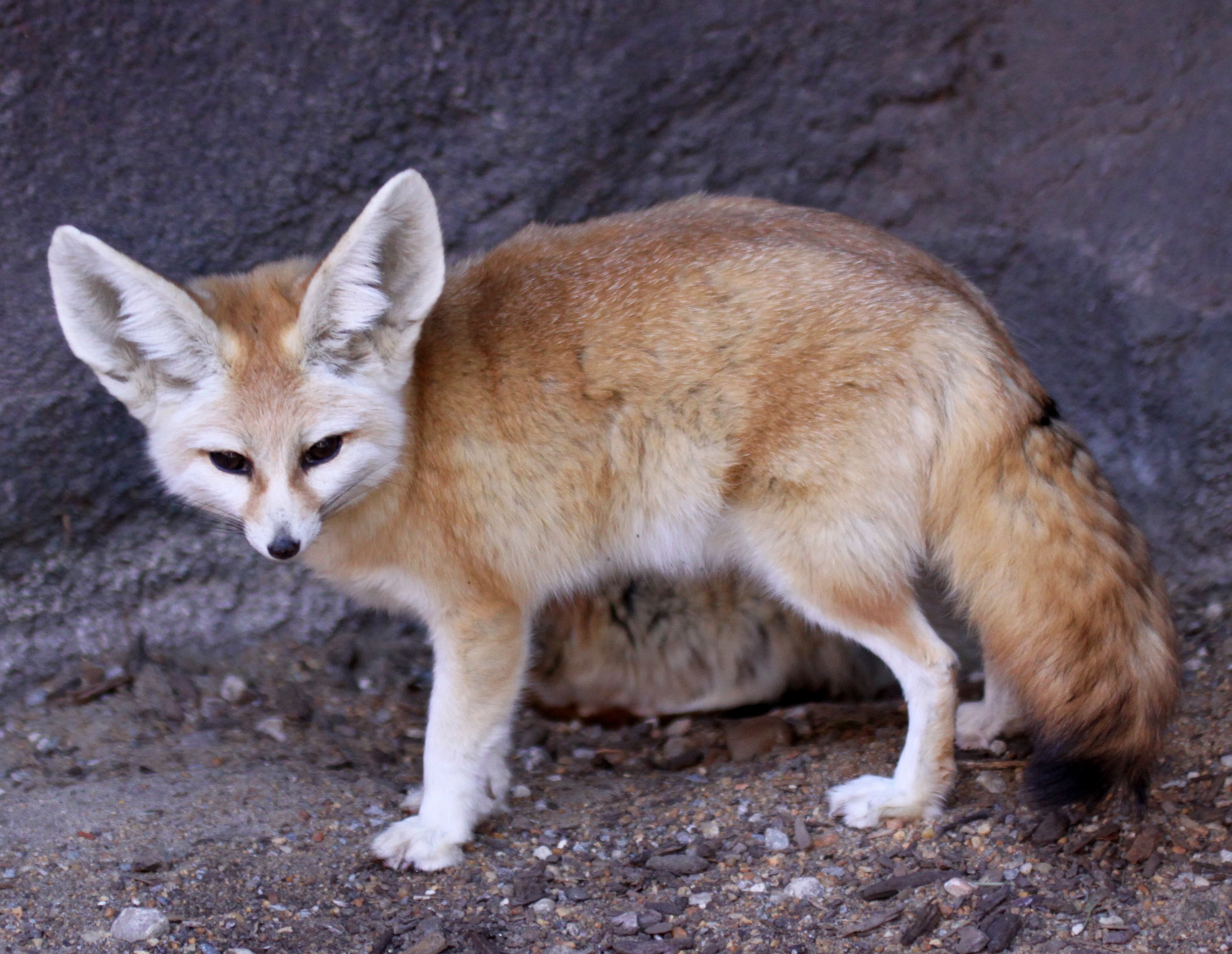 A small pale fennec fox with enormous ears sitting on desert sand