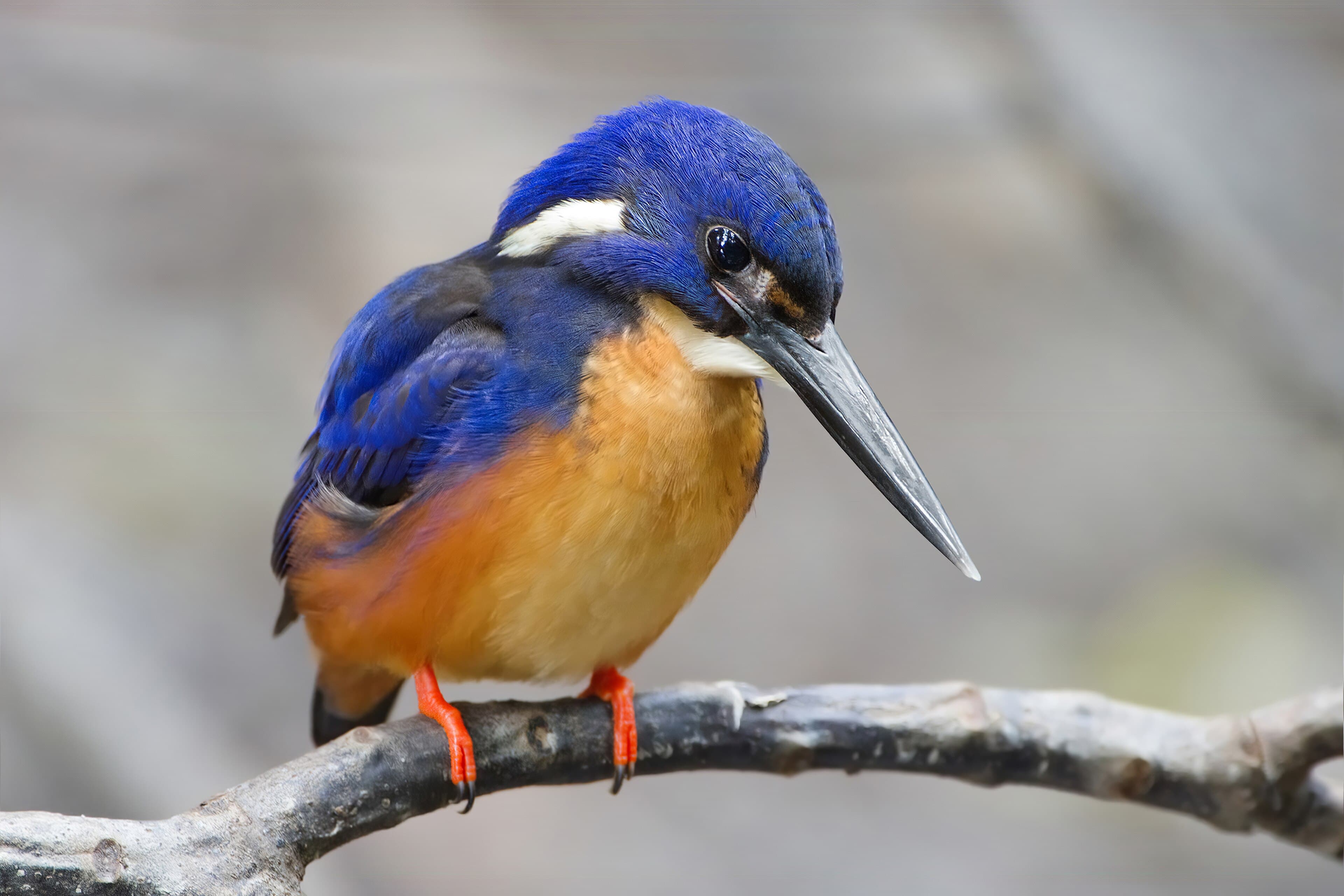 A brilliant blue and orange kingfisher perched on a twig above water
