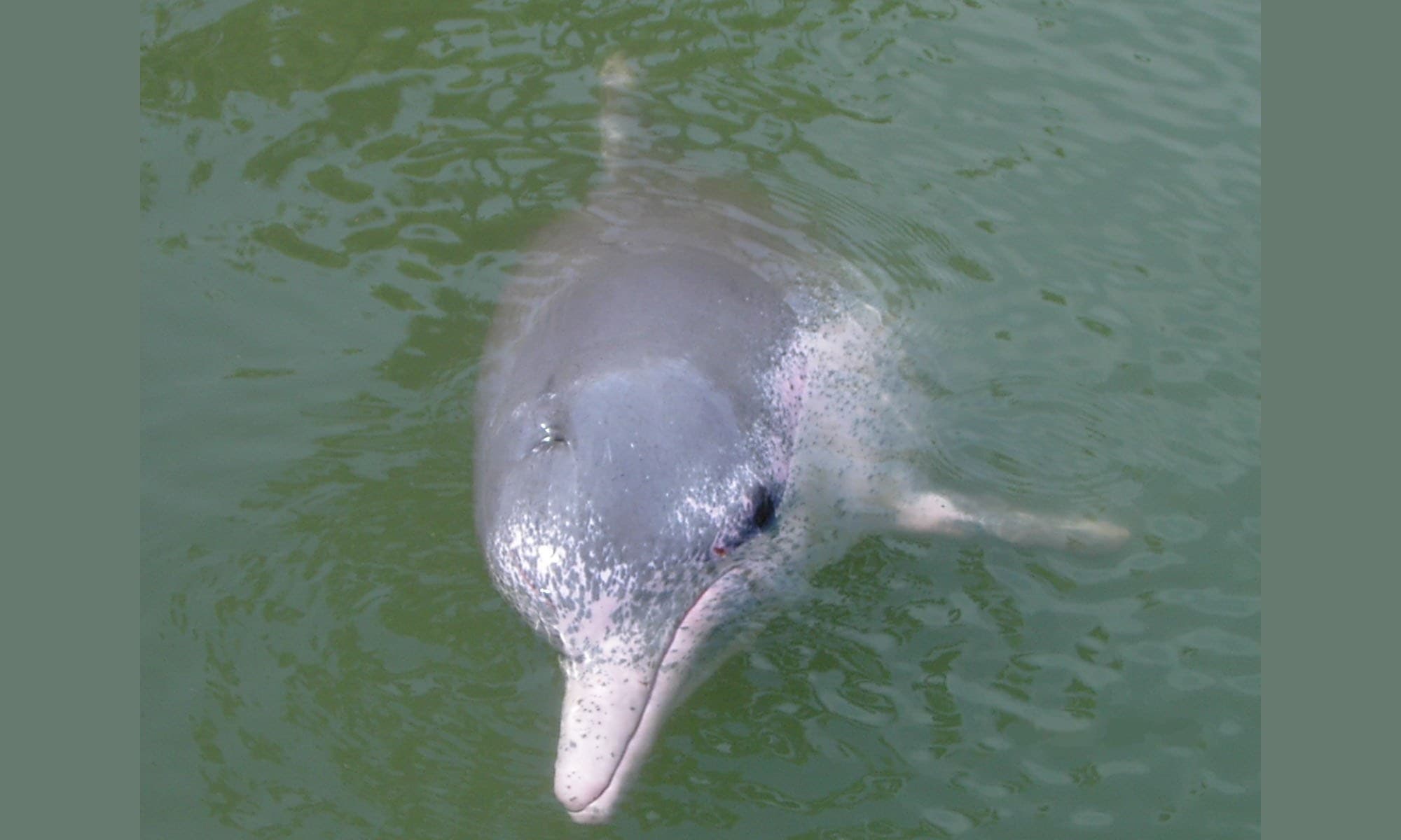 A Chinese white dolphin leaping from the sea with its pale pink skin visible