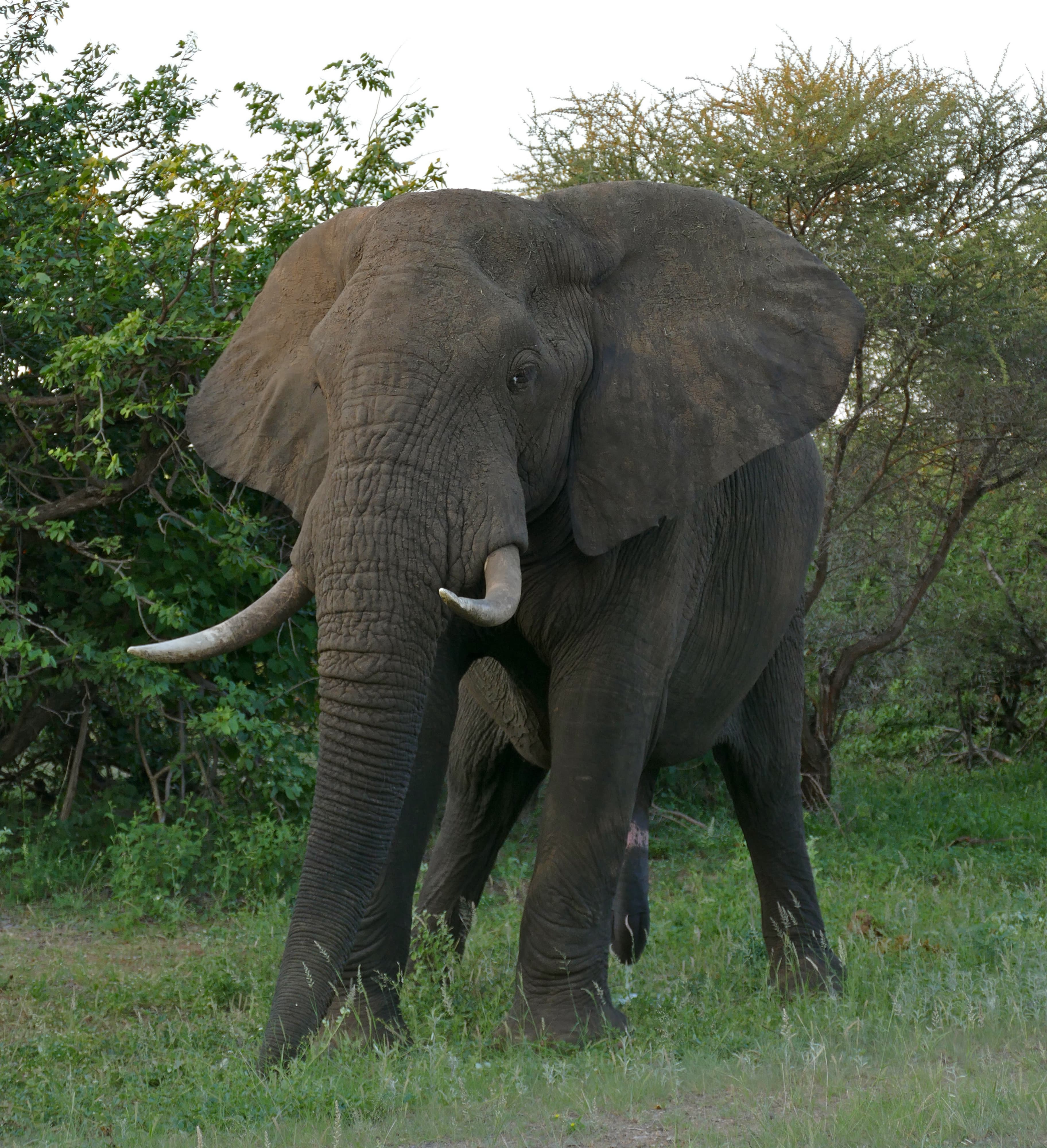 A family of African elephants walking through golden savanna grass in Liwonde National Park