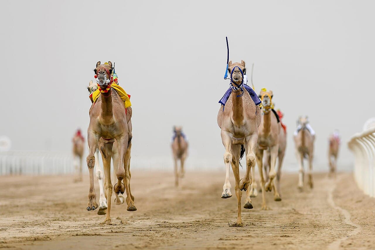 Camels racing across a sandy desert track with riders and cheering crowds