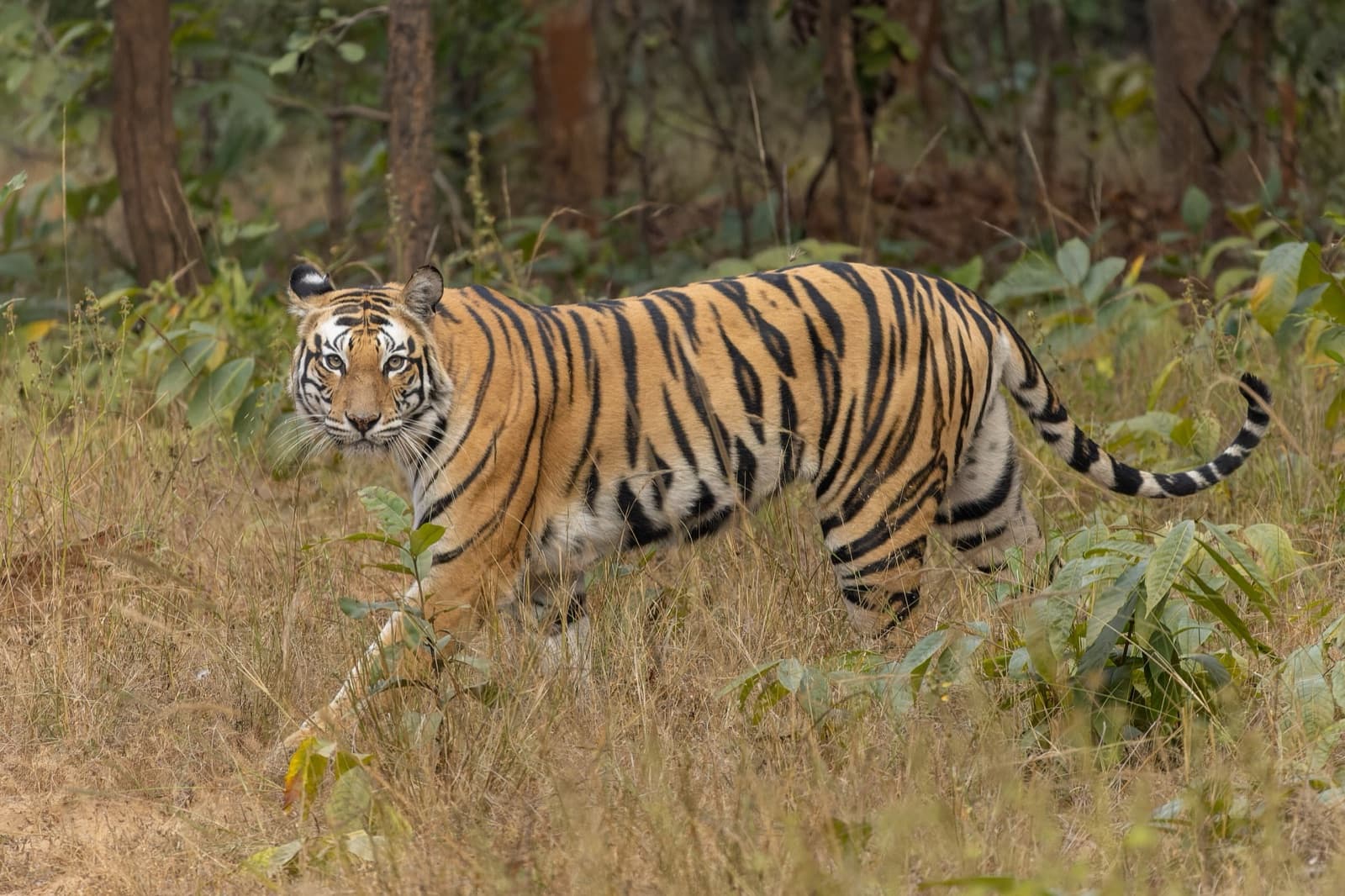 A Bengal tiger walking through tall golden grass
