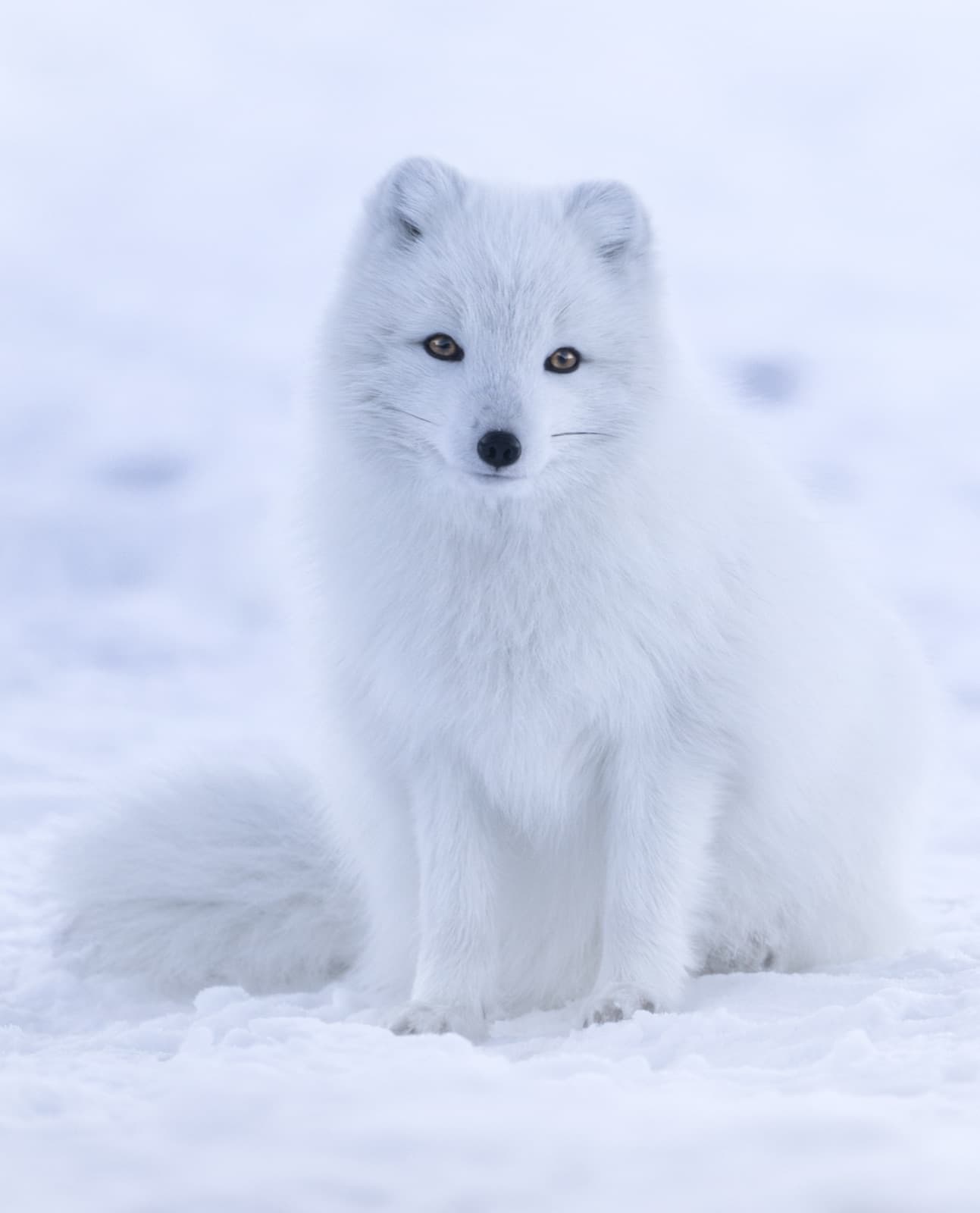 A snow-white Arctic fox curled up in the snow