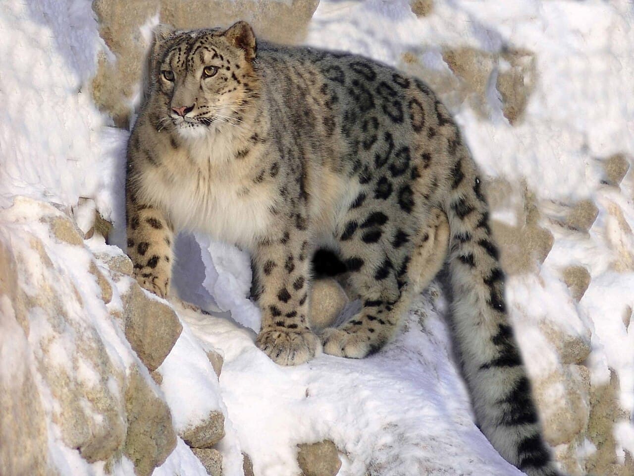 A snow leopard standing on snow, with thick grey-and-black spotted fur and a long thick tail
