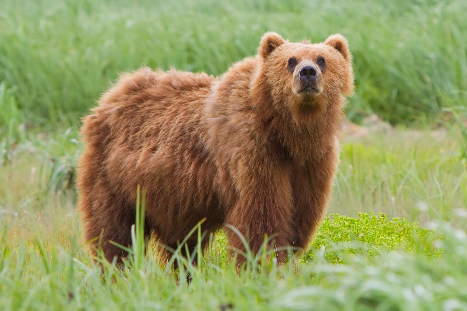 A brown bear standing among trees in a Polish mountain forest