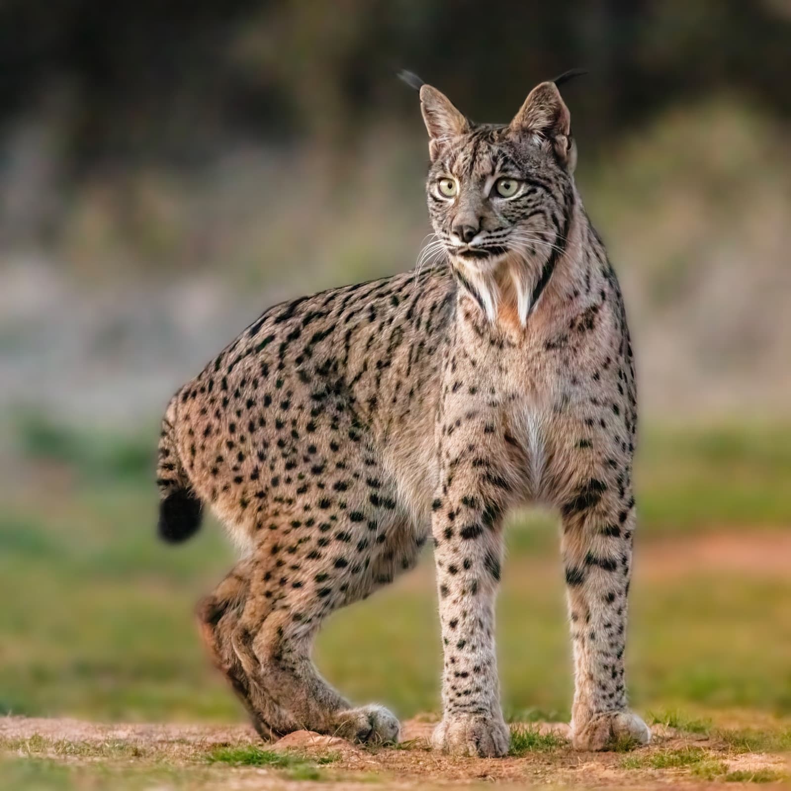 An Iberian lynx with spotted fur and tufted ears in Portuguese scrubland