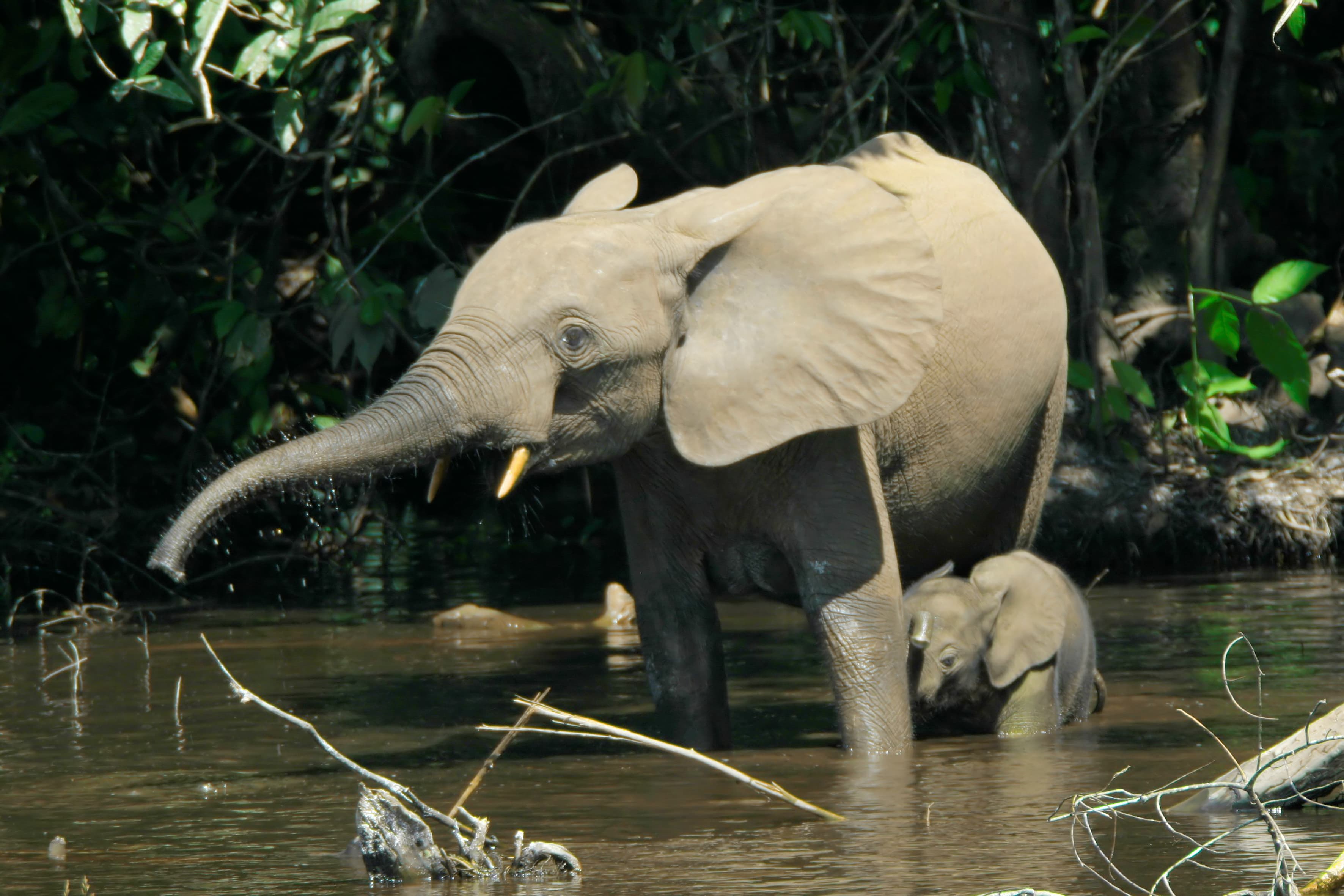 A forest elephant walking through a forest clearing in the Congo Basin