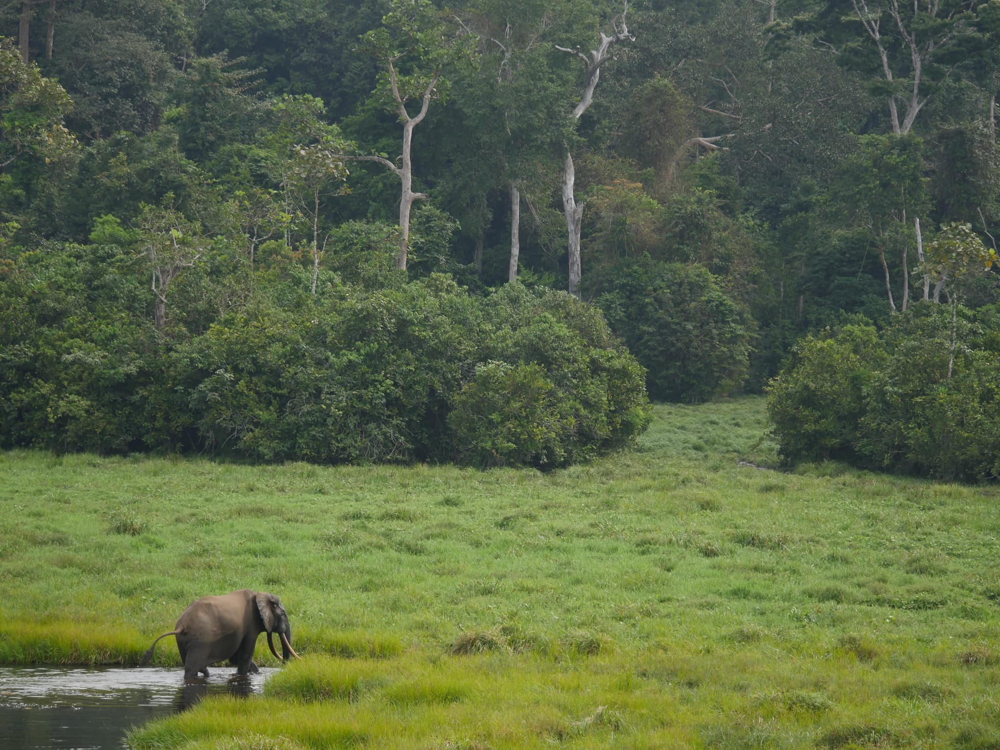 A western lowland gorilla sitting peacefully in Nouabalé-Ndoki forest