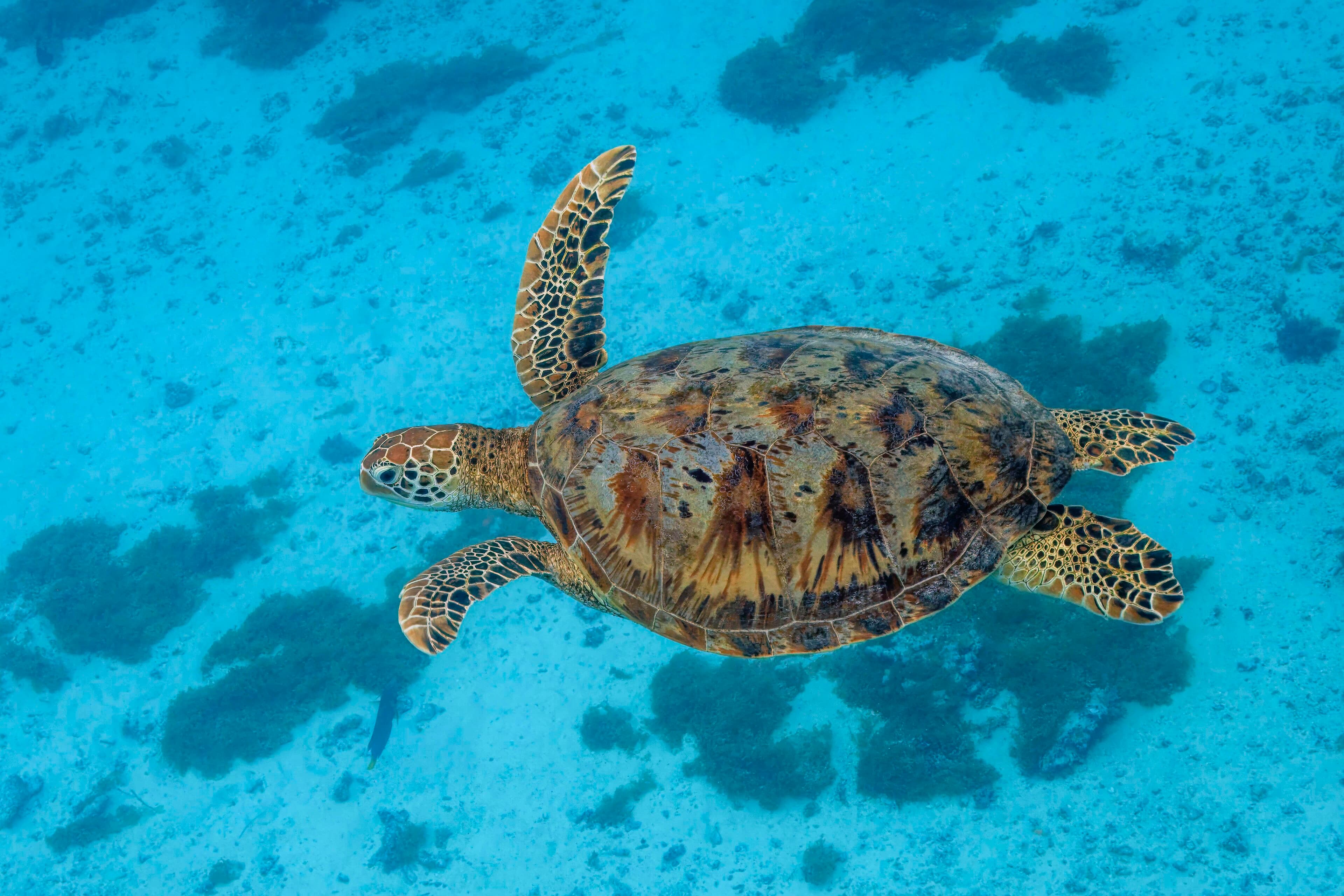 A green sea turtle gliding gracefully through clear turquoise Caribbean water
