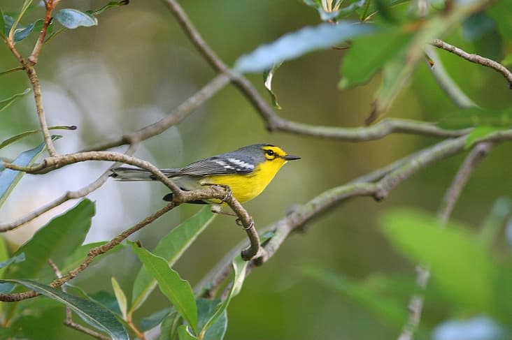 A small yellow and black warbler bird perched on a twig amid green leaves in Saint Lucia