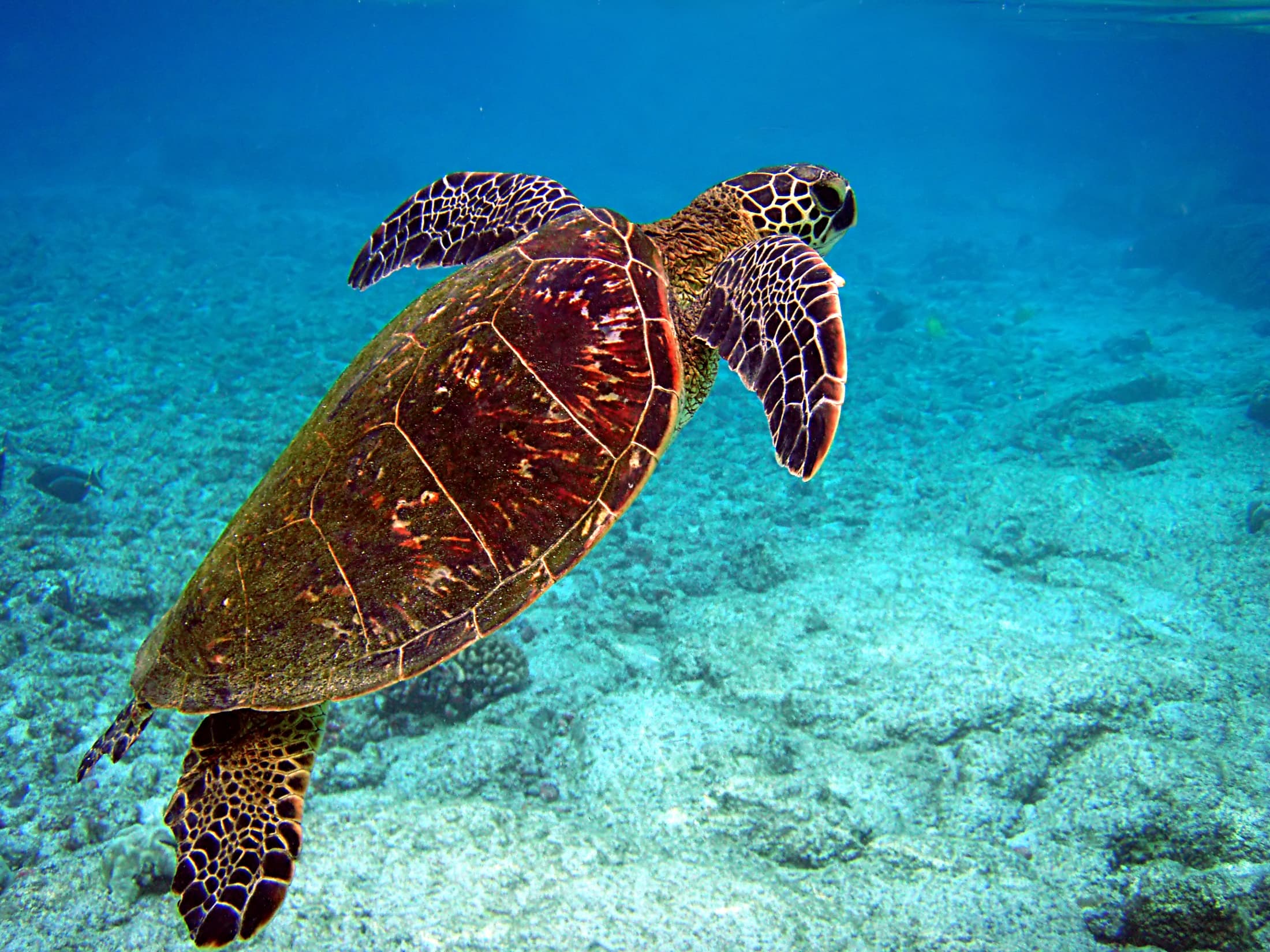 A green sea turtle swimming just below the surface of clear blue water