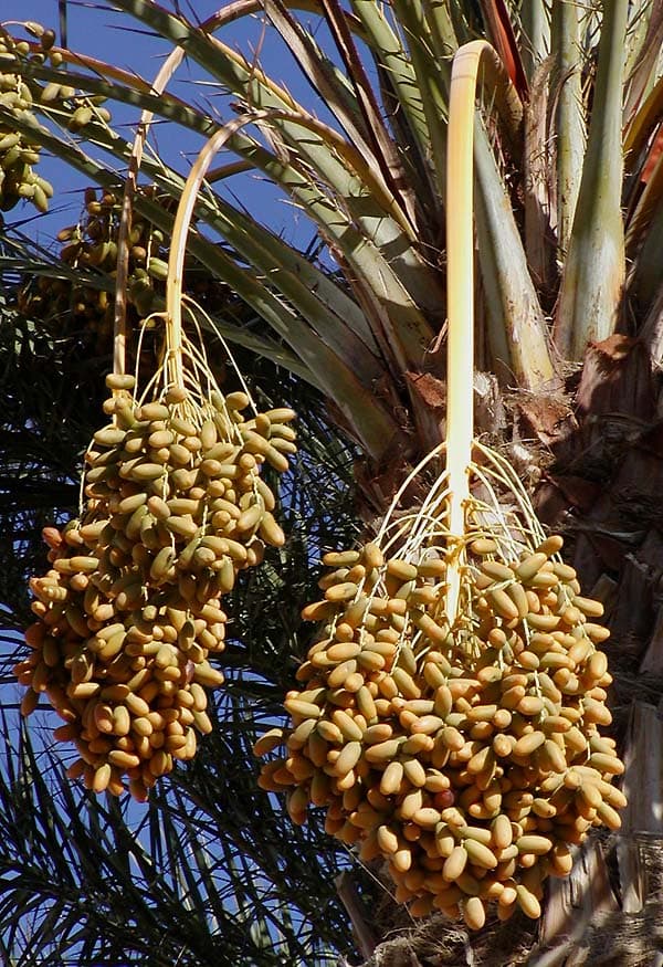 A bowl of plump Medjool dates with shiny brown skin