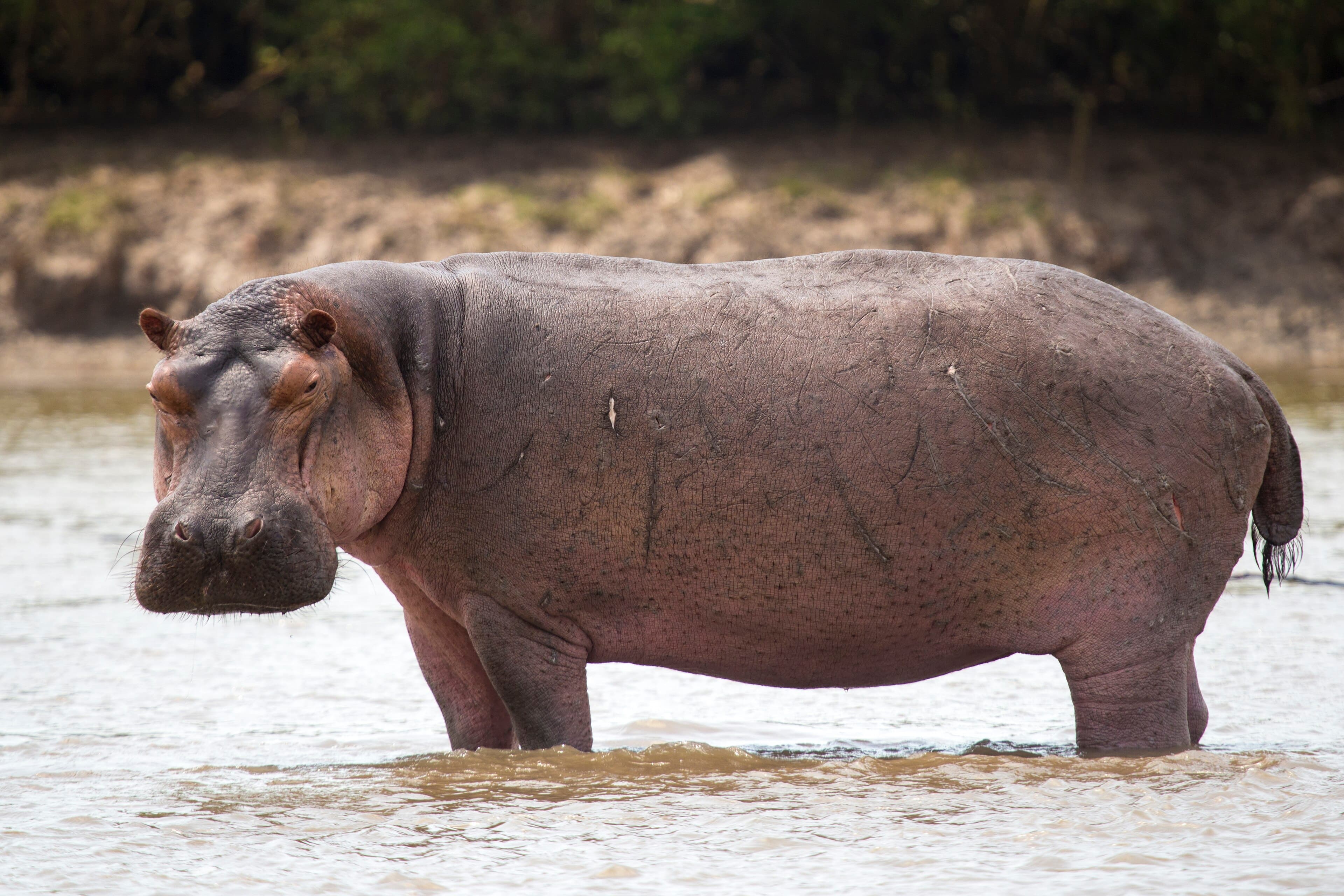 Hippos wallowing in a river with their eyes and ears just above the water