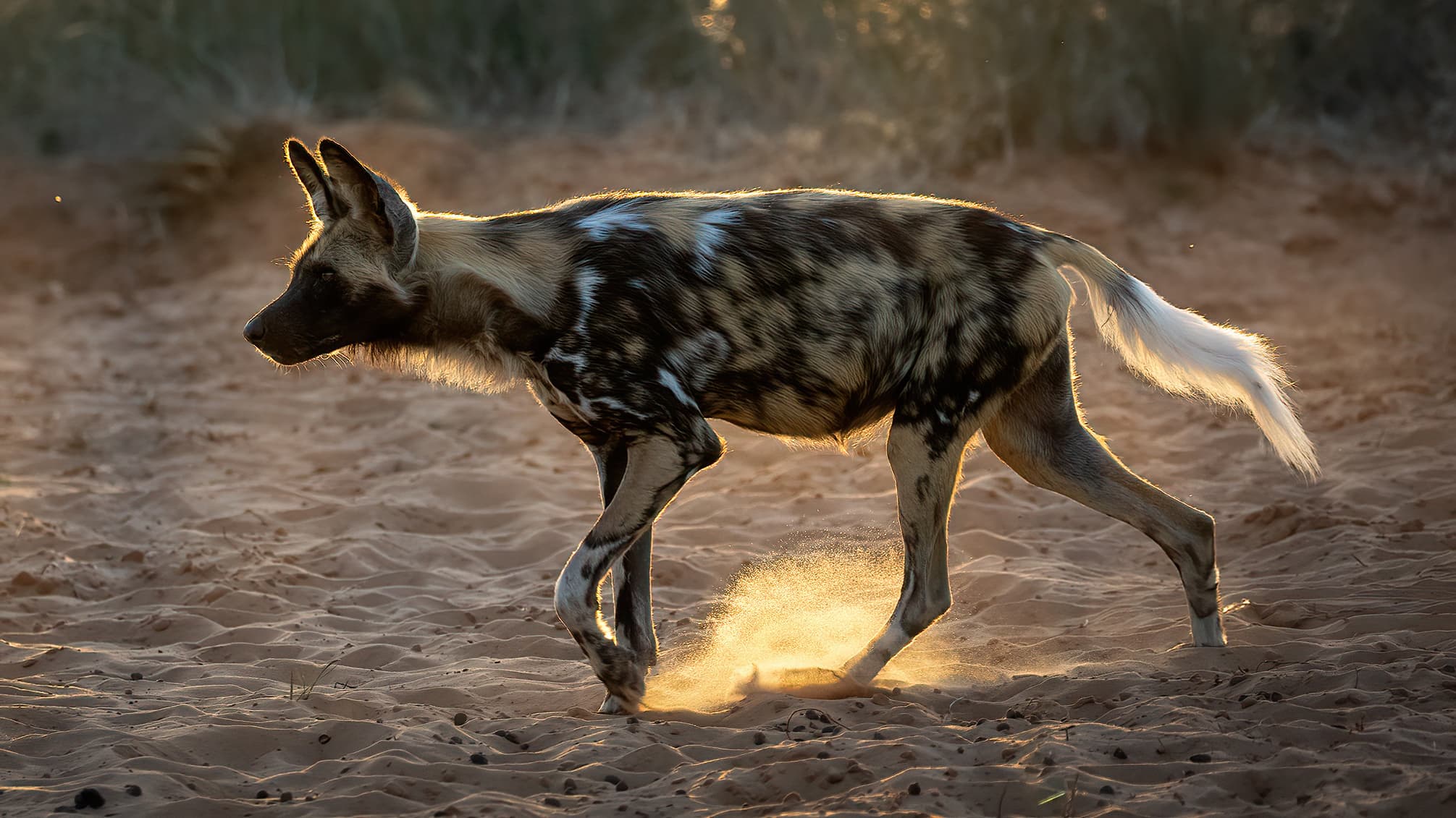 A pack of African wild dogs with their distinctive patchy coats resting together in grassland