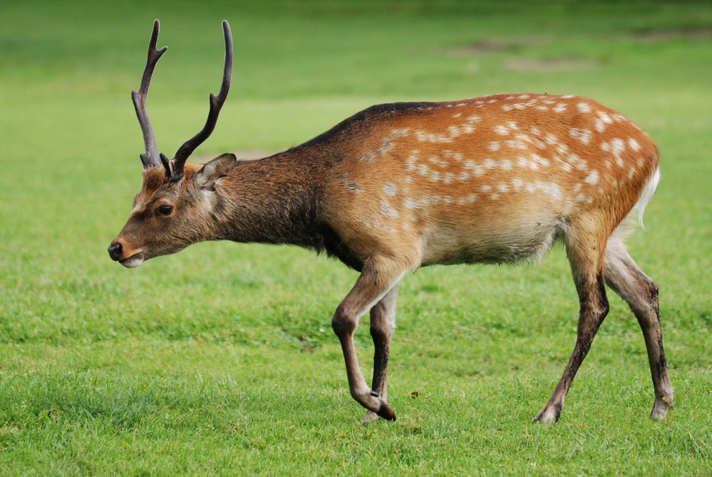 A Formosan sika deer with white spots standing in grassland