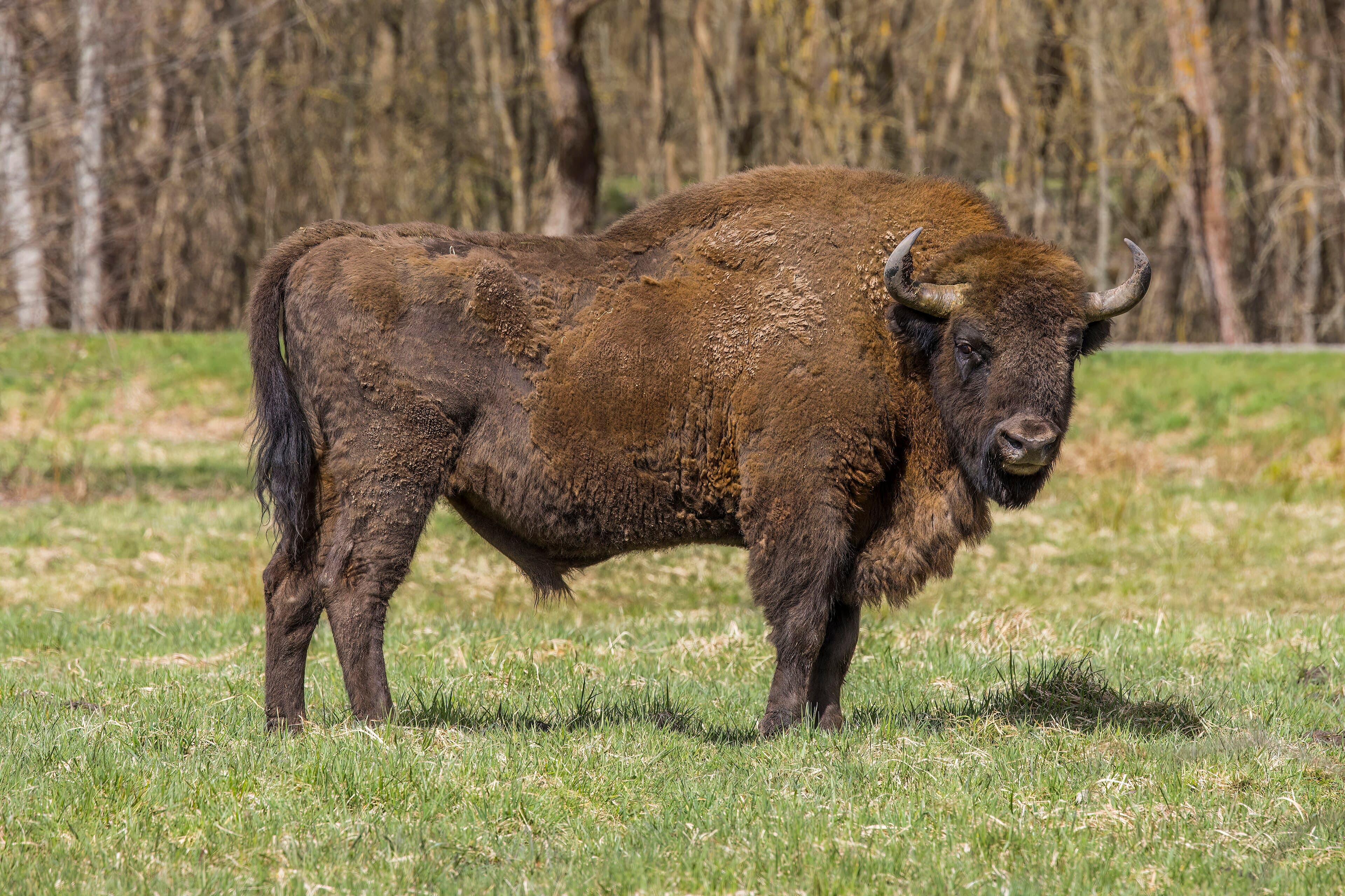 A large brown European bison standing in a snowy Ukrainian forest