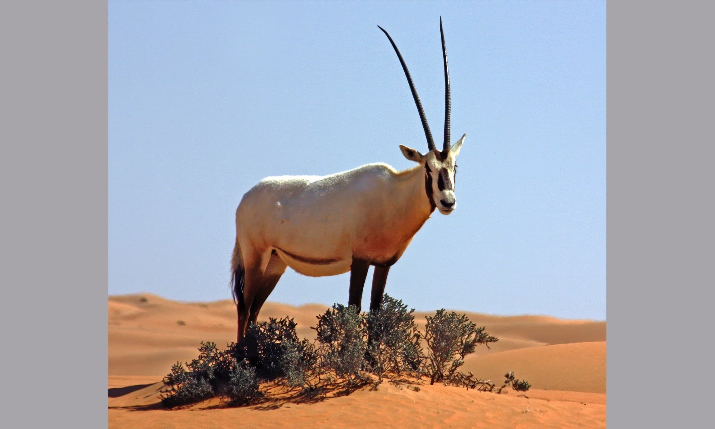 An Arabian oryx with long straight horns standing on desert sand