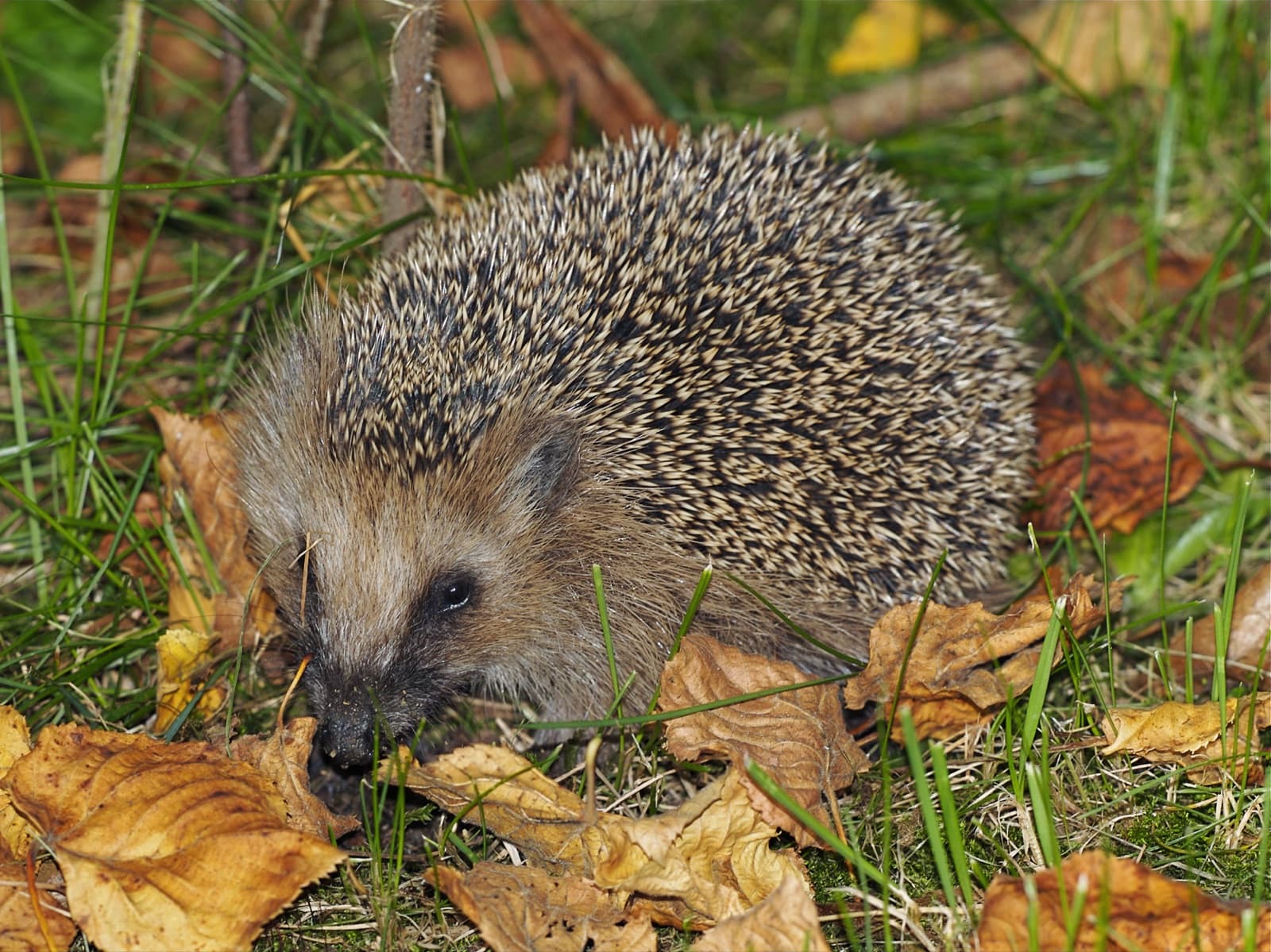 A hedgehog walking through autumn leaves