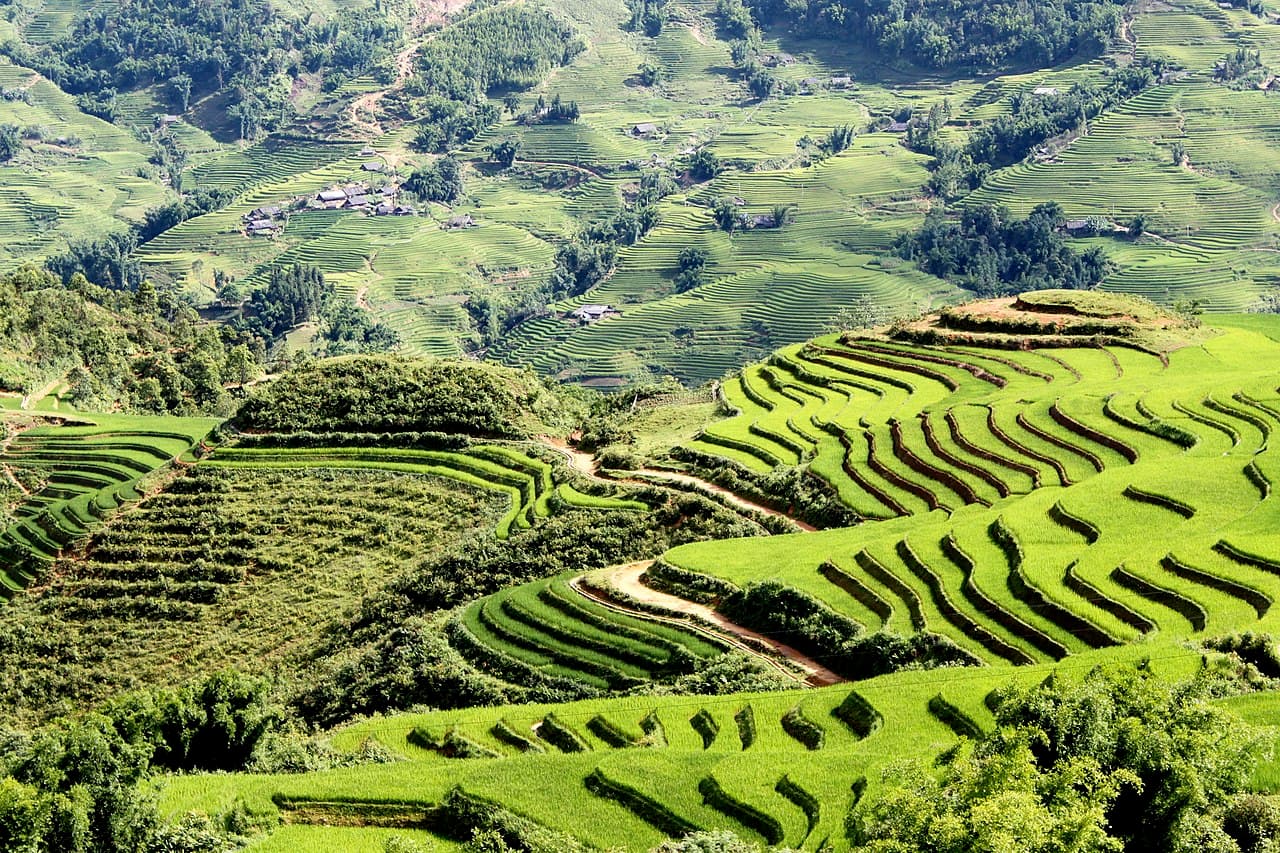 Bright green rice terraces curving down a Vietnamese hillside in Sa Pa